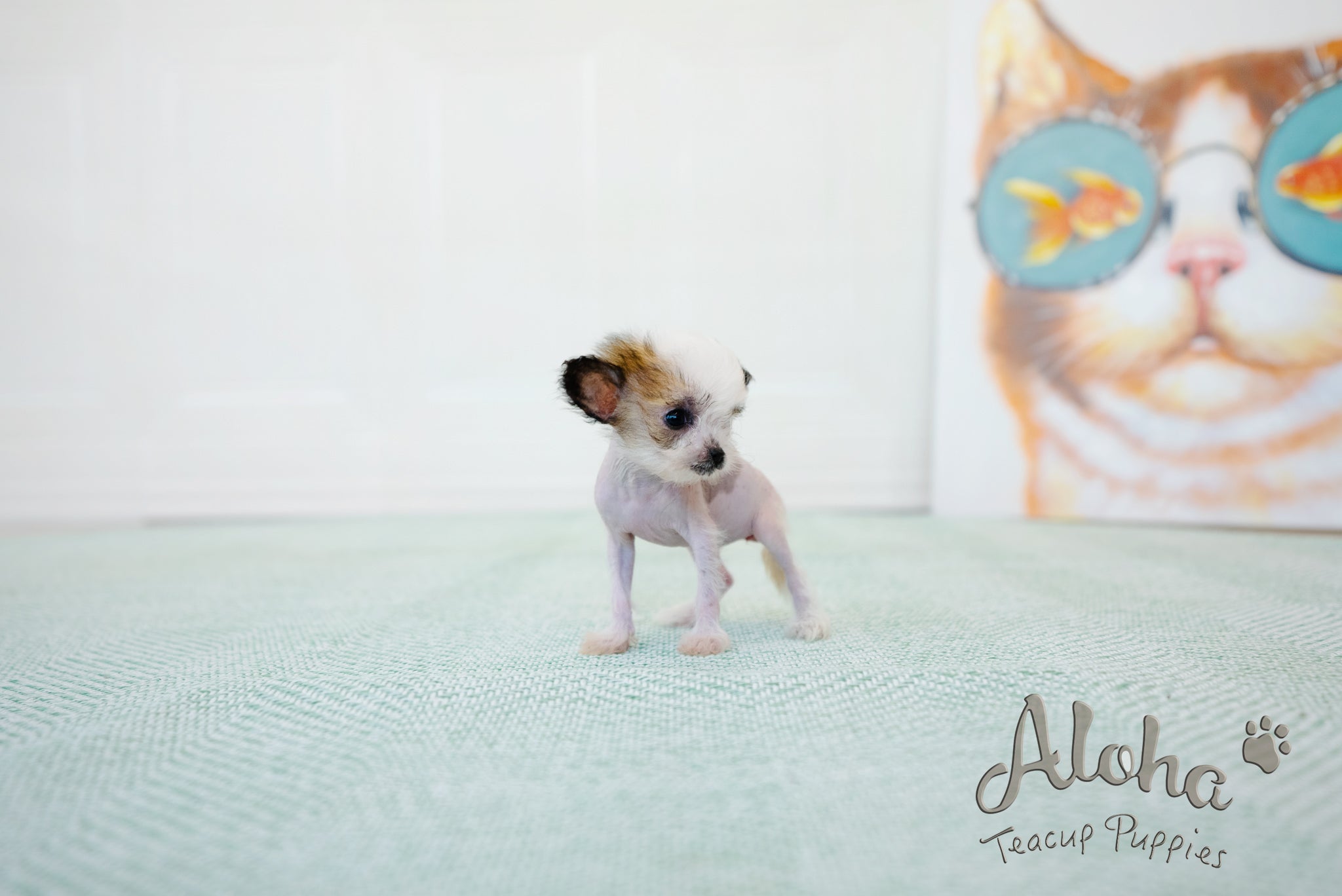 Charlotte [TEACUP Chinese Crested]