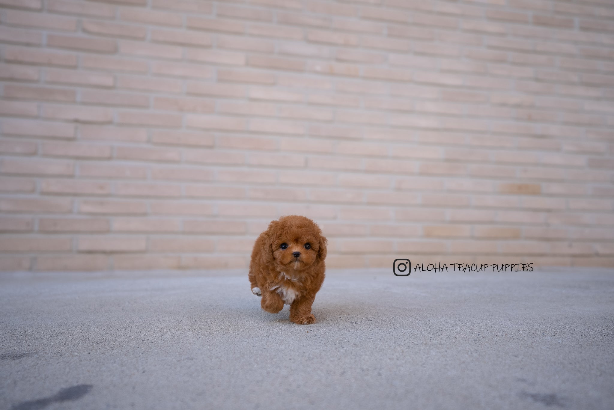 Theo [TEACUP POODLE]