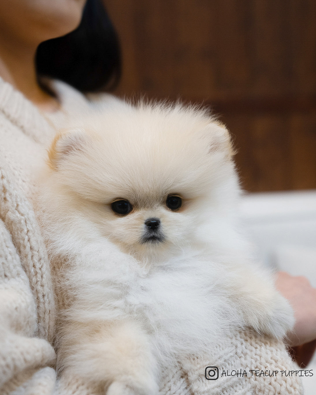 Luca [POMERANIA TAZA DE TÉ]