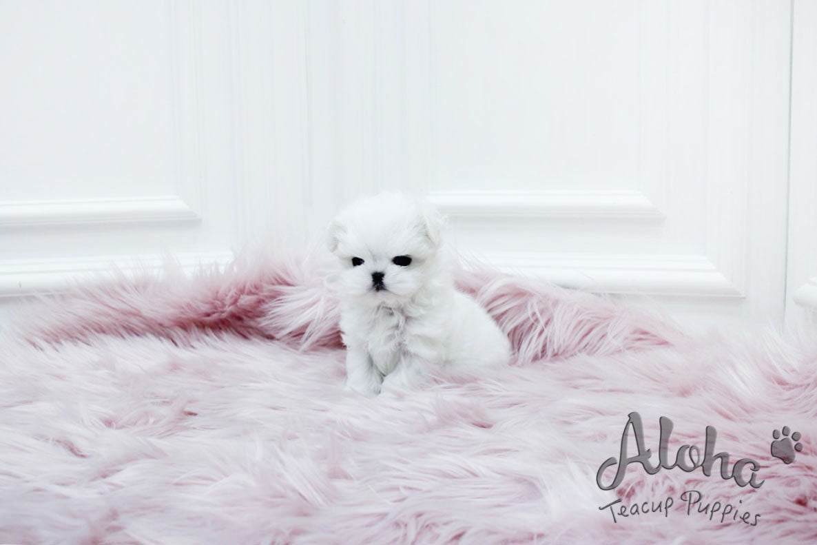 Dove [TEACUP MALTESE]