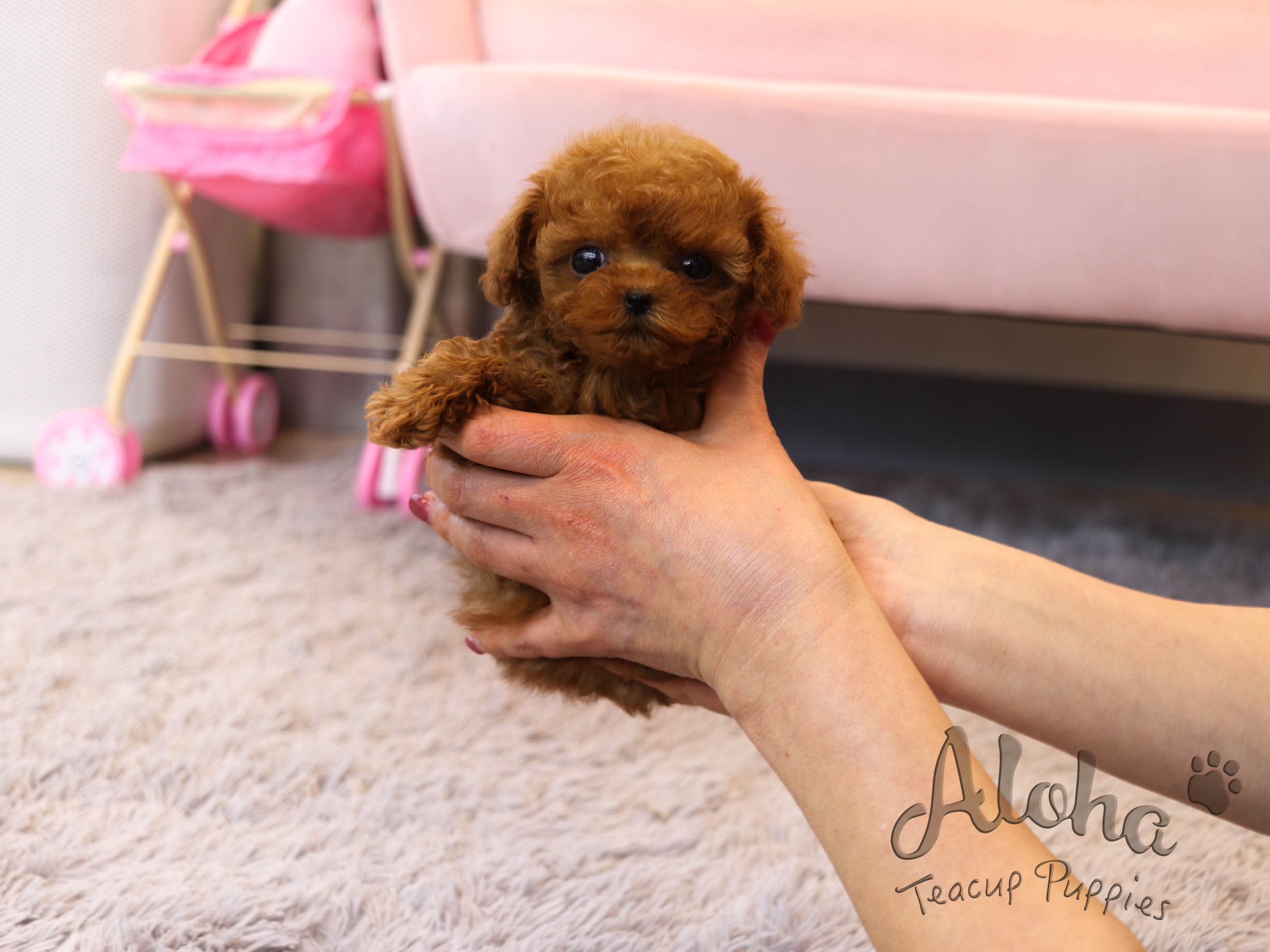 Pepsi [TEACUP POODLE]