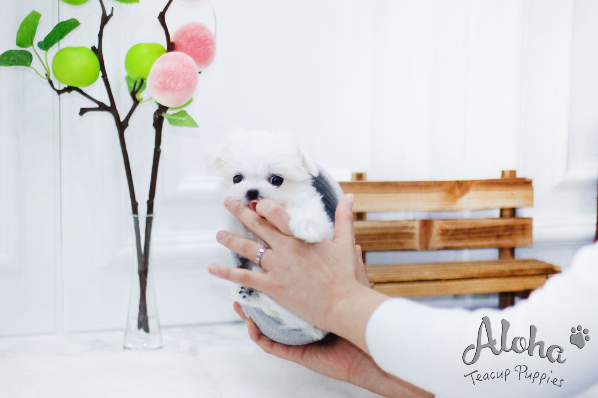 Sold to Tien, Woody [TEACUP MALTESE]
