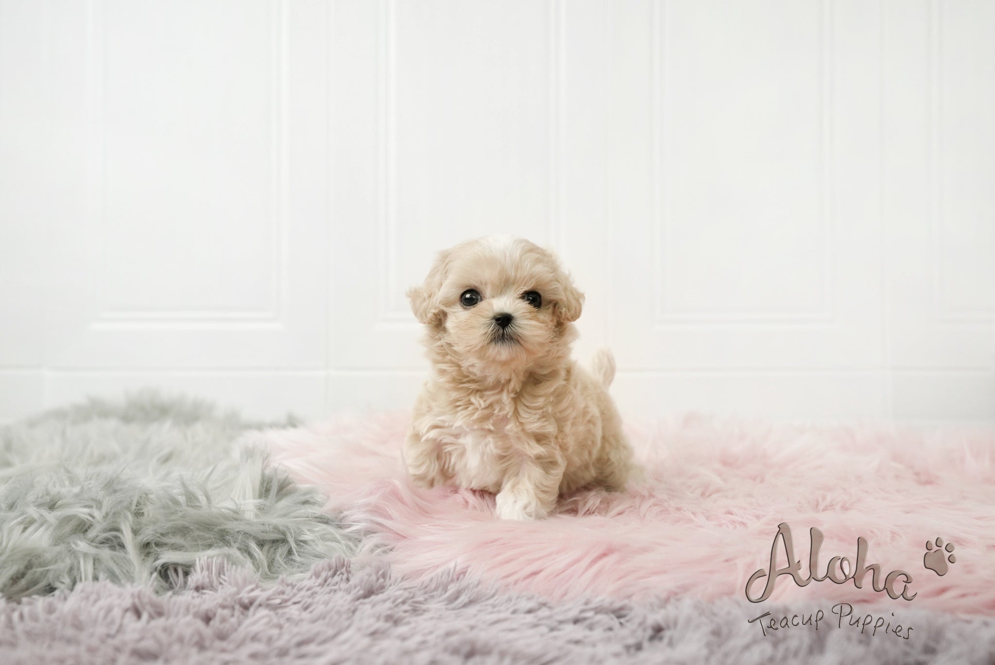 Andy [TEACUP MALTIPOO]