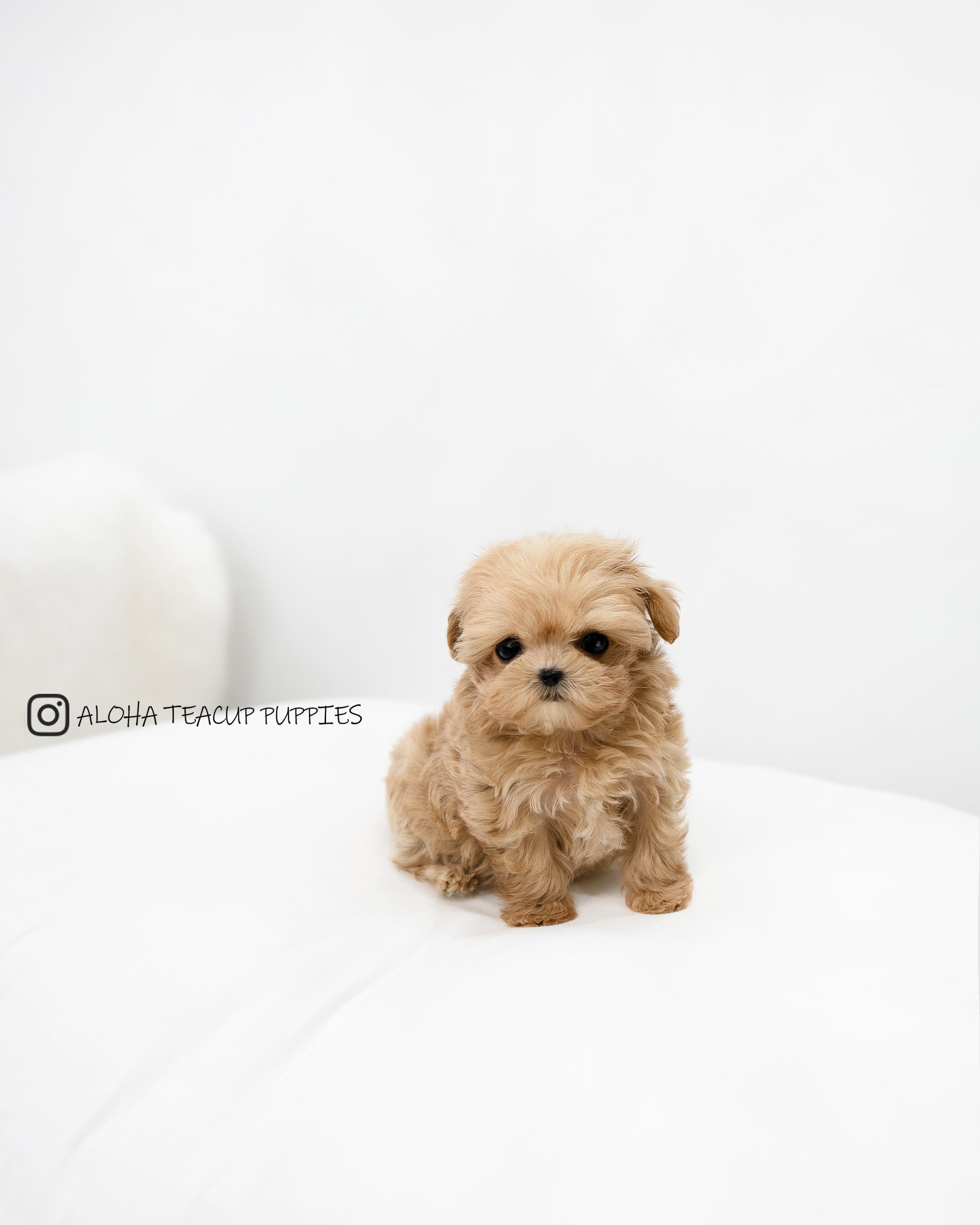 Dorothy [TEACUP MALTIPOO]