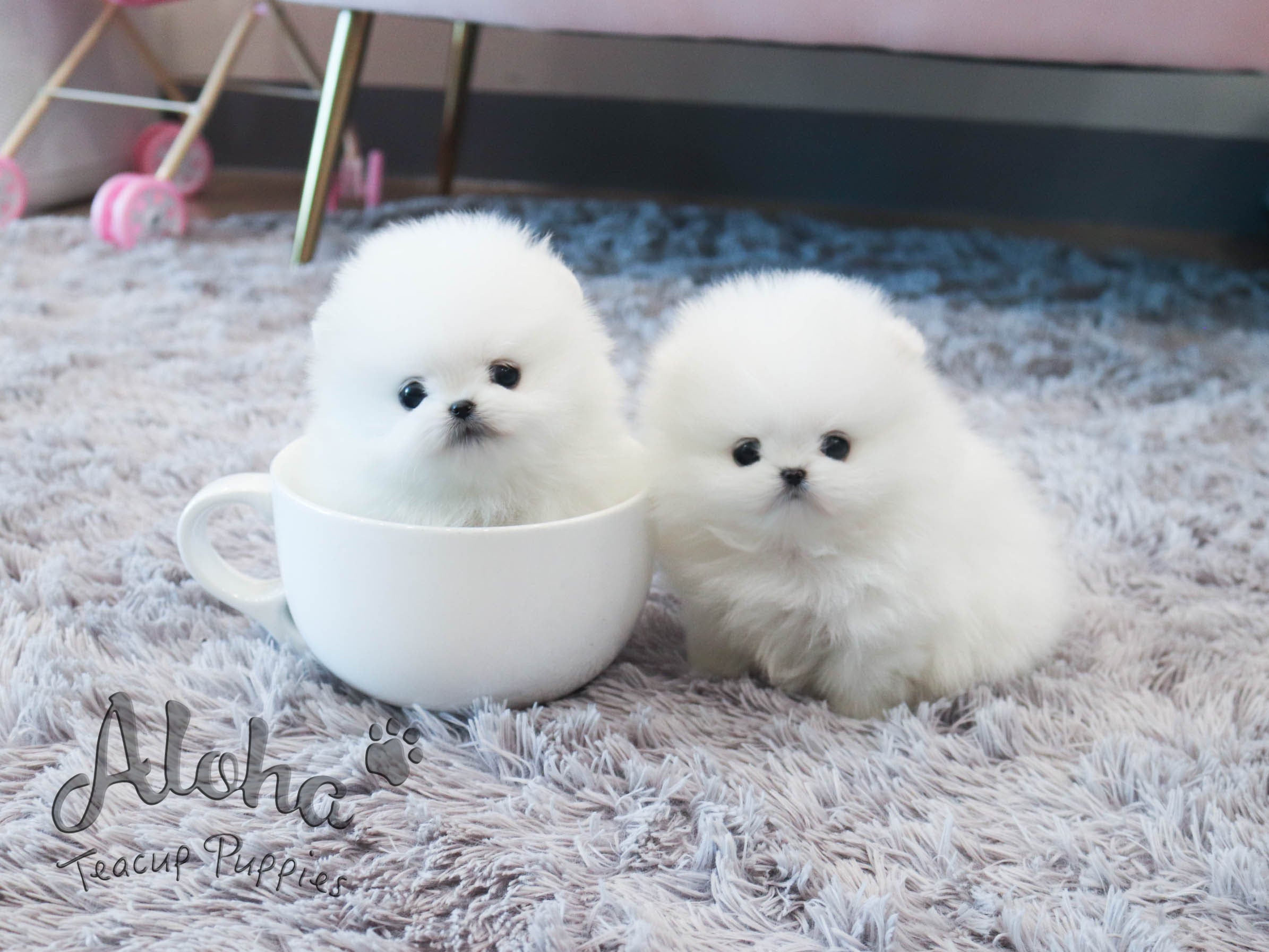 Anna&Sui [TEACUP POMERANIAN]
