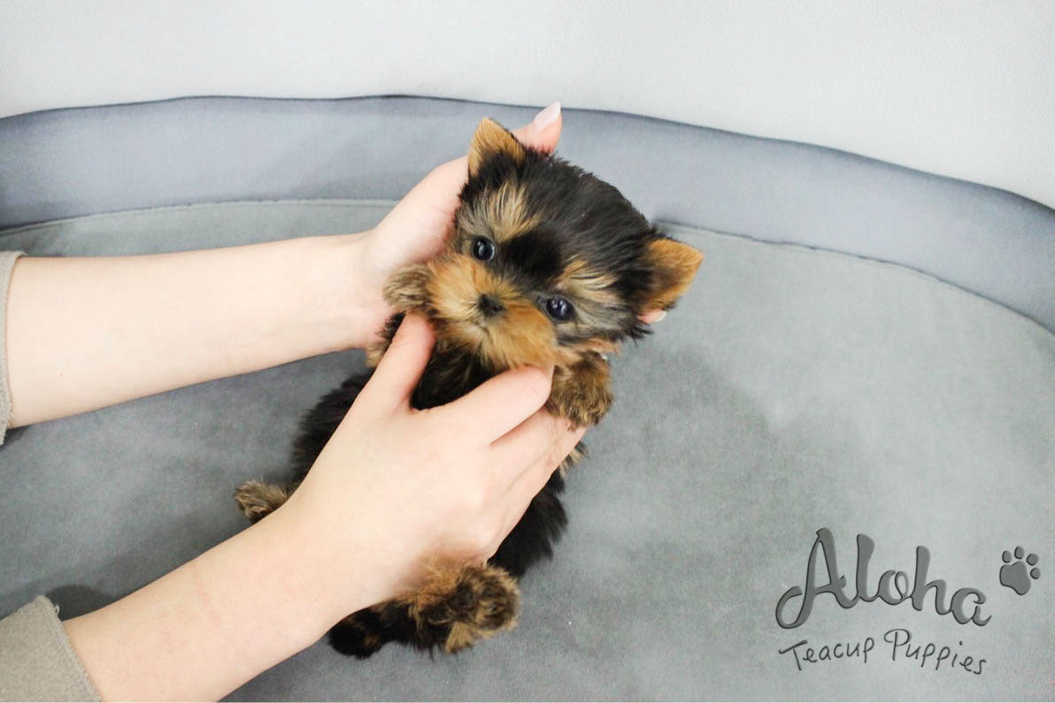 Biscuit [TEACUP Yorkie]