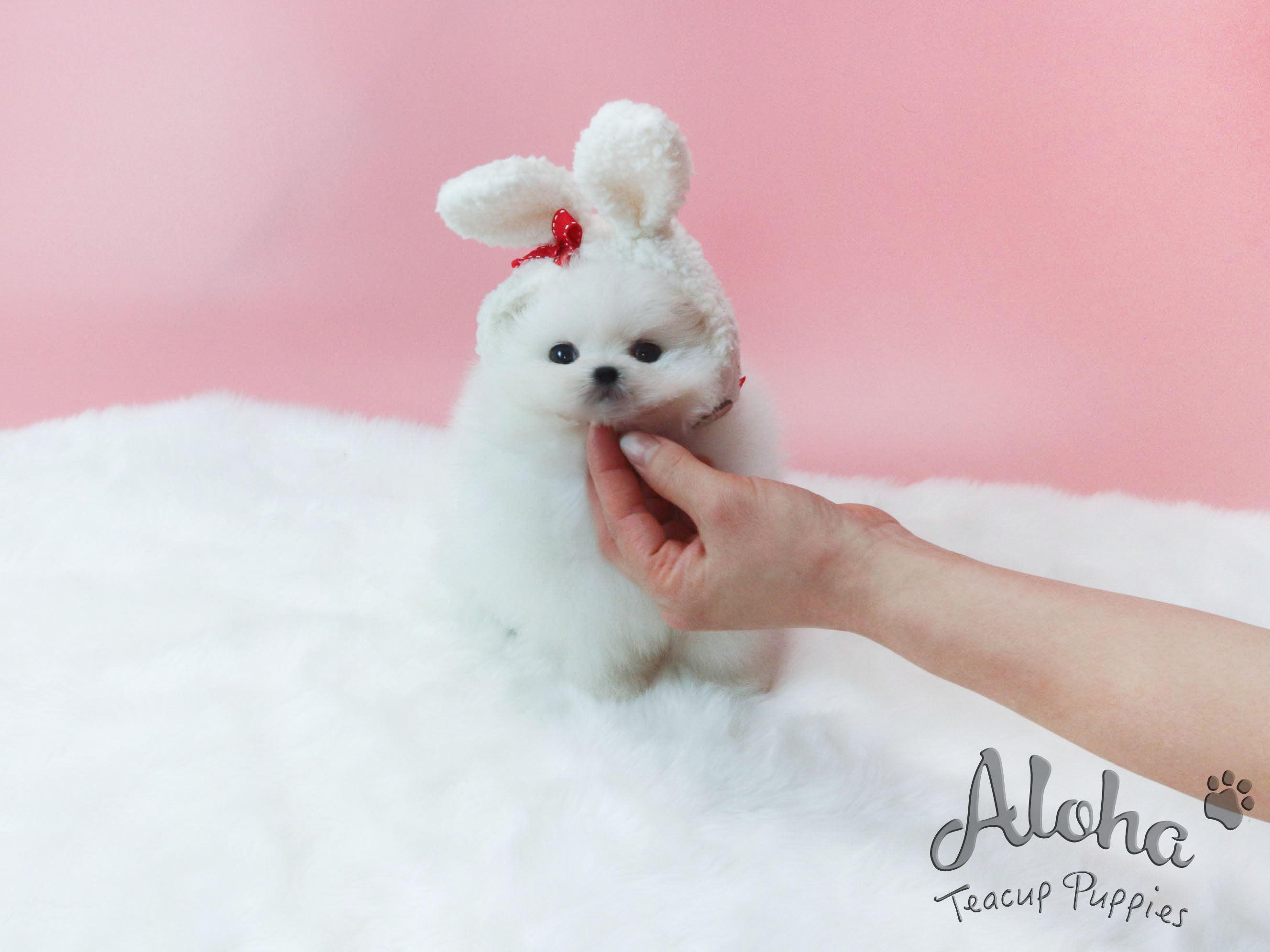 Sold to Michael, Aka [TEACUP POMERANIAN]