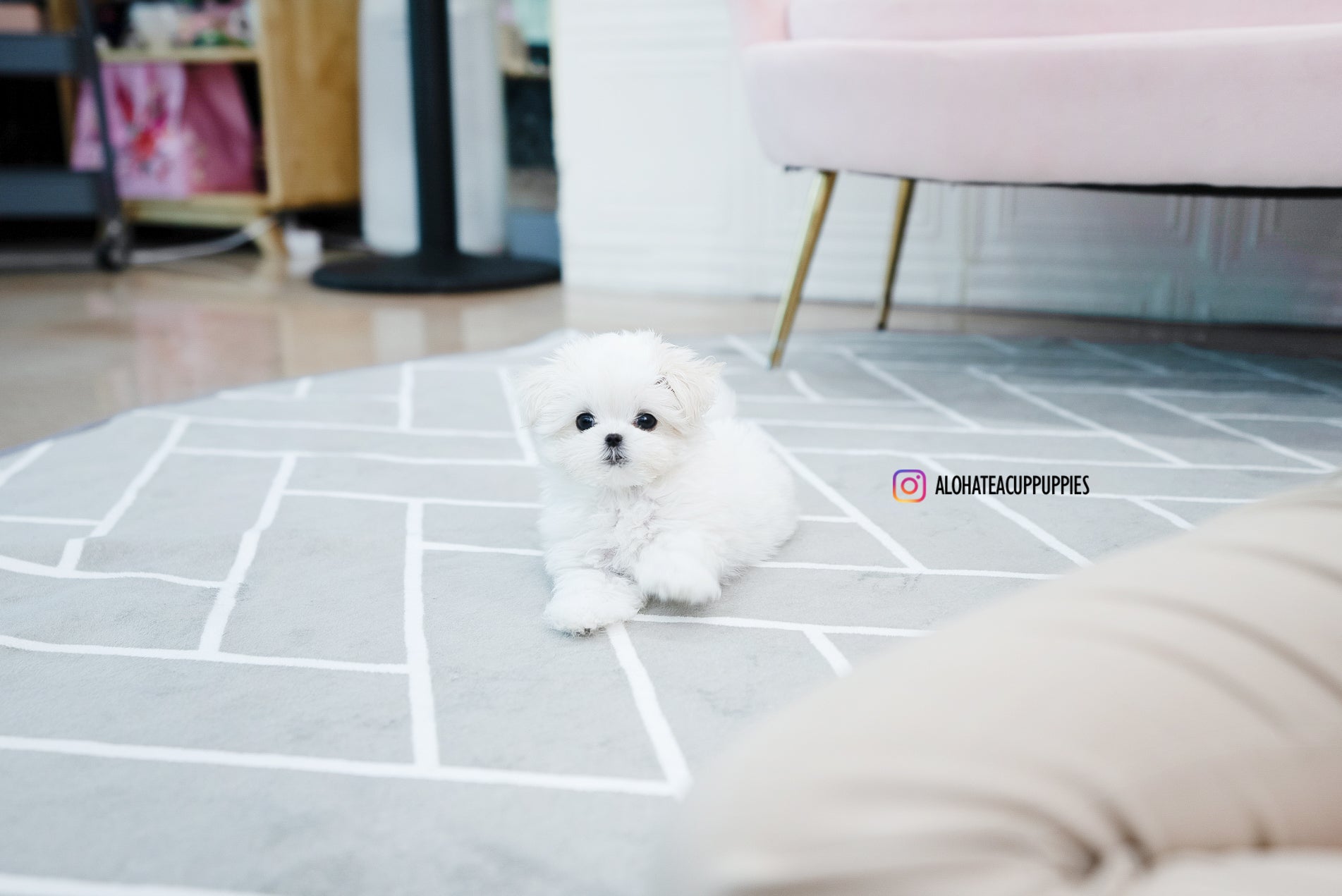 Nina [TEACUP MALTESE]