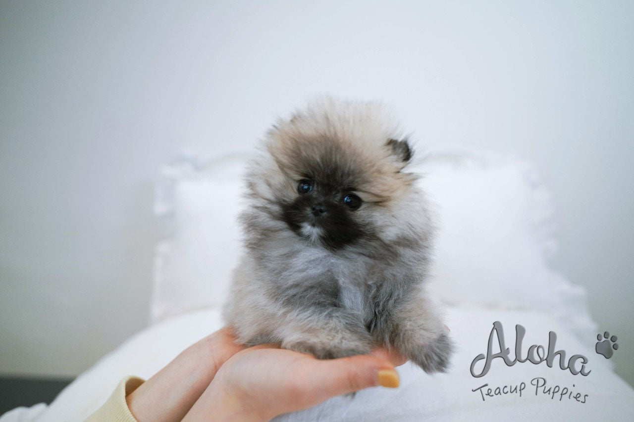 Foufou [TEACUP POMERANIAN]