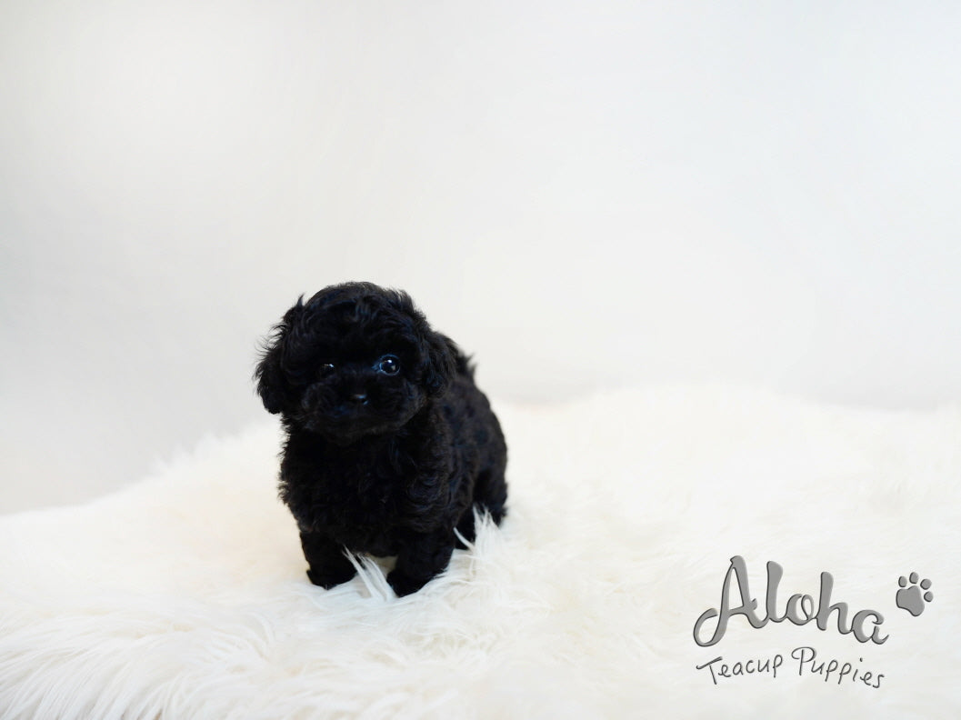 Pony [TEACUP POODLE]