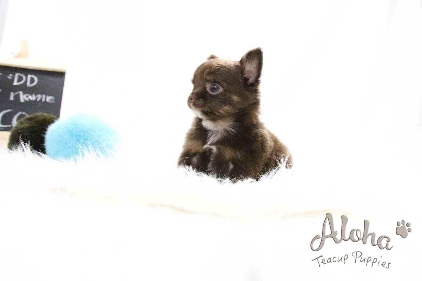 Sold to Nicole, Cocoa - [Chihuahua]