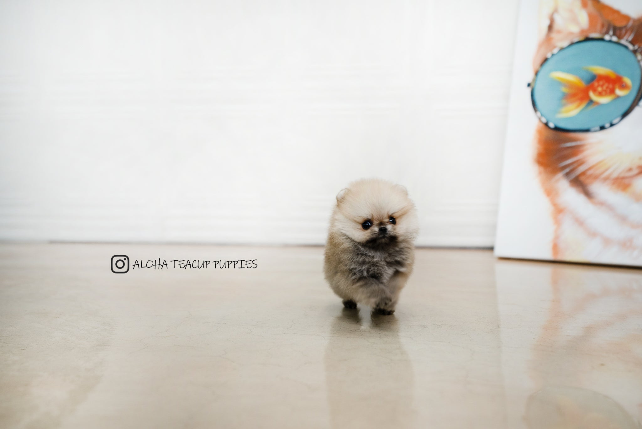 Zona [TEACUP POMERANIAN]