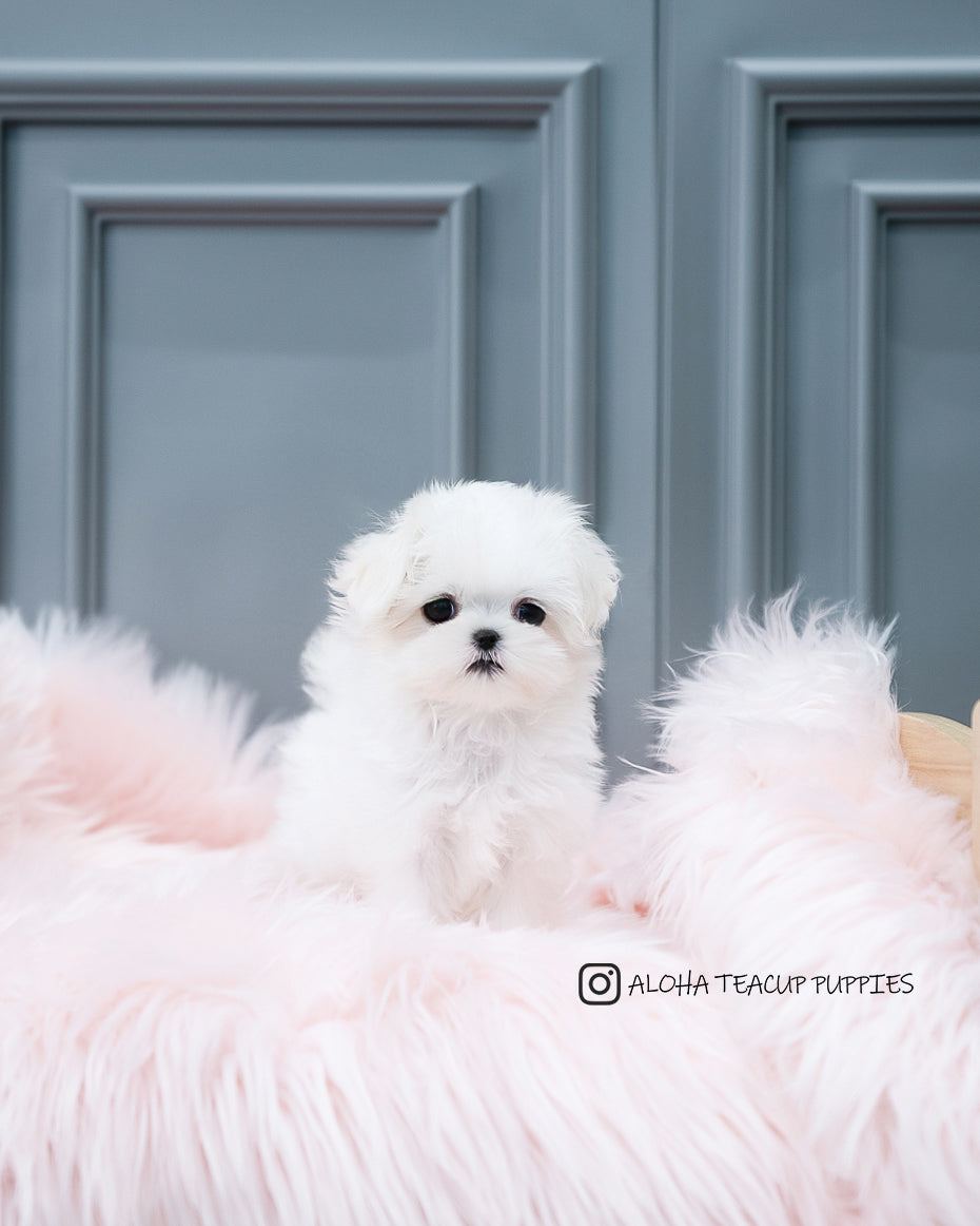 Adela [TEACUP MALTESE]