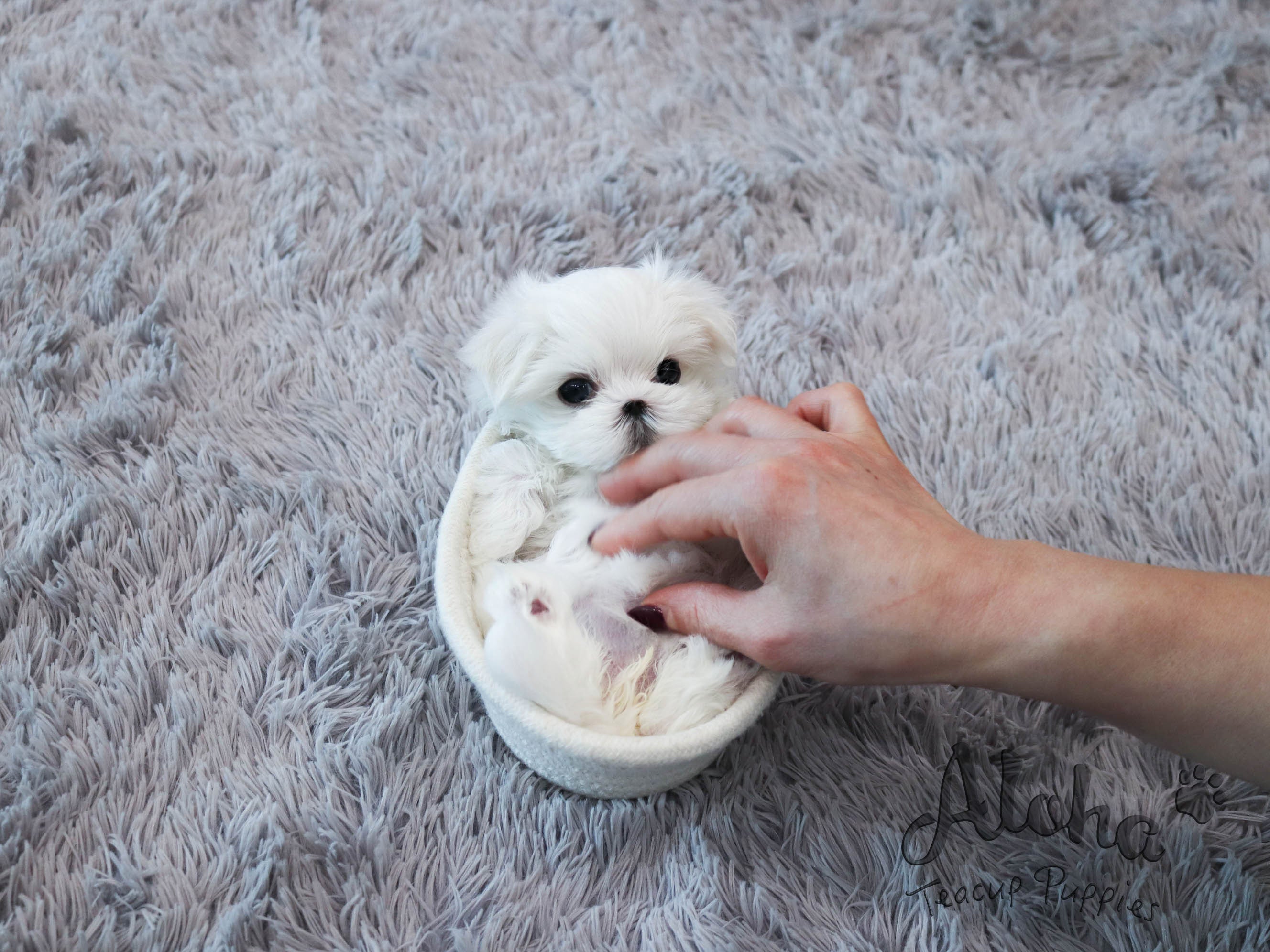 Dorothy [TEACUP MALTESE]