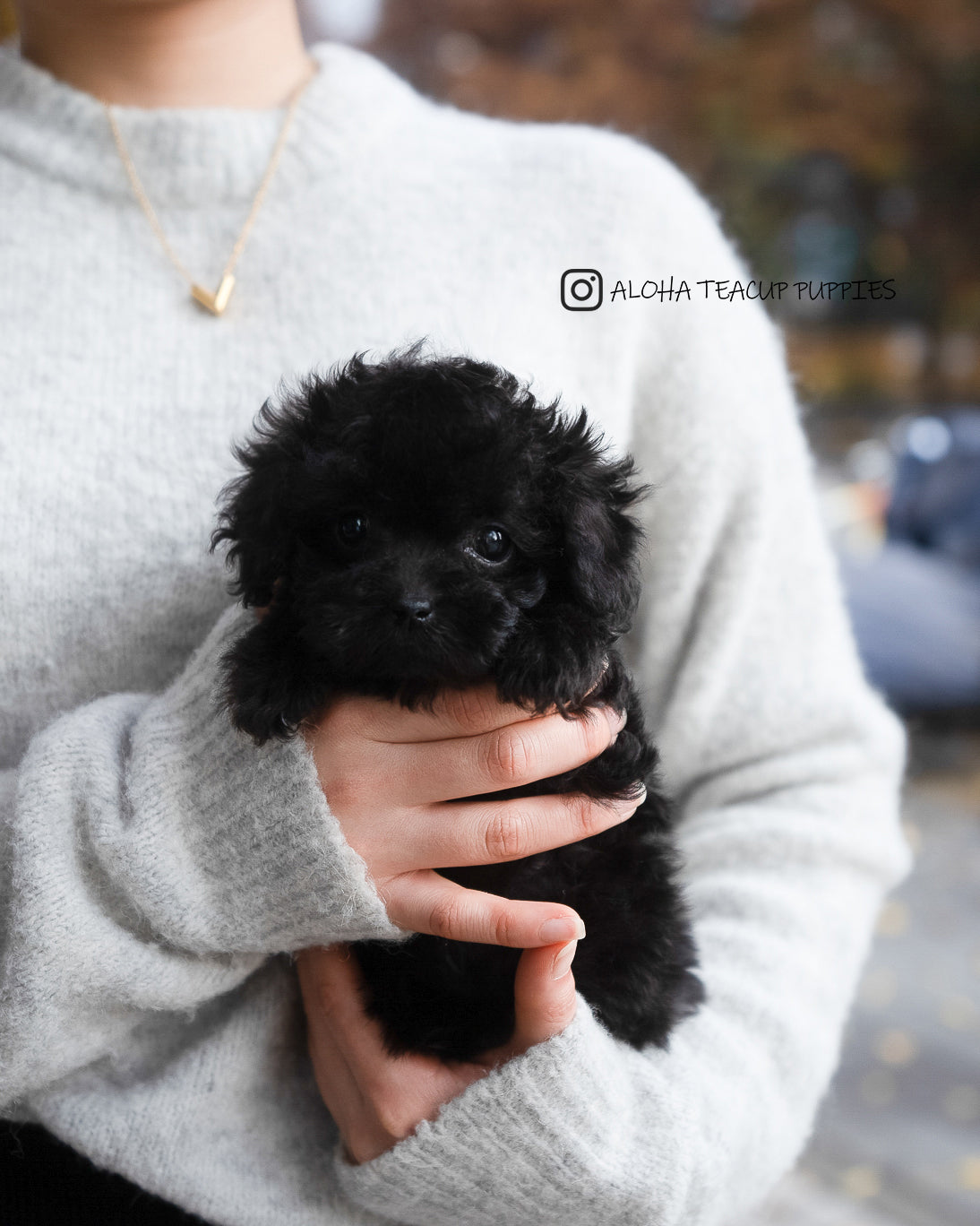 Ramona [CANICHE TACITA DE TÉ]