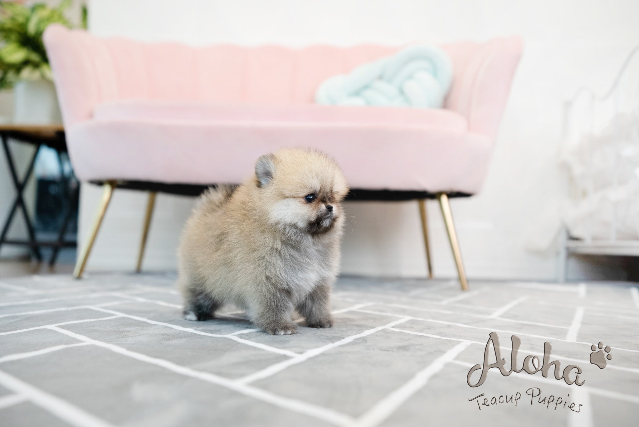 GUCCI [TEACUP POMERANIAN]
