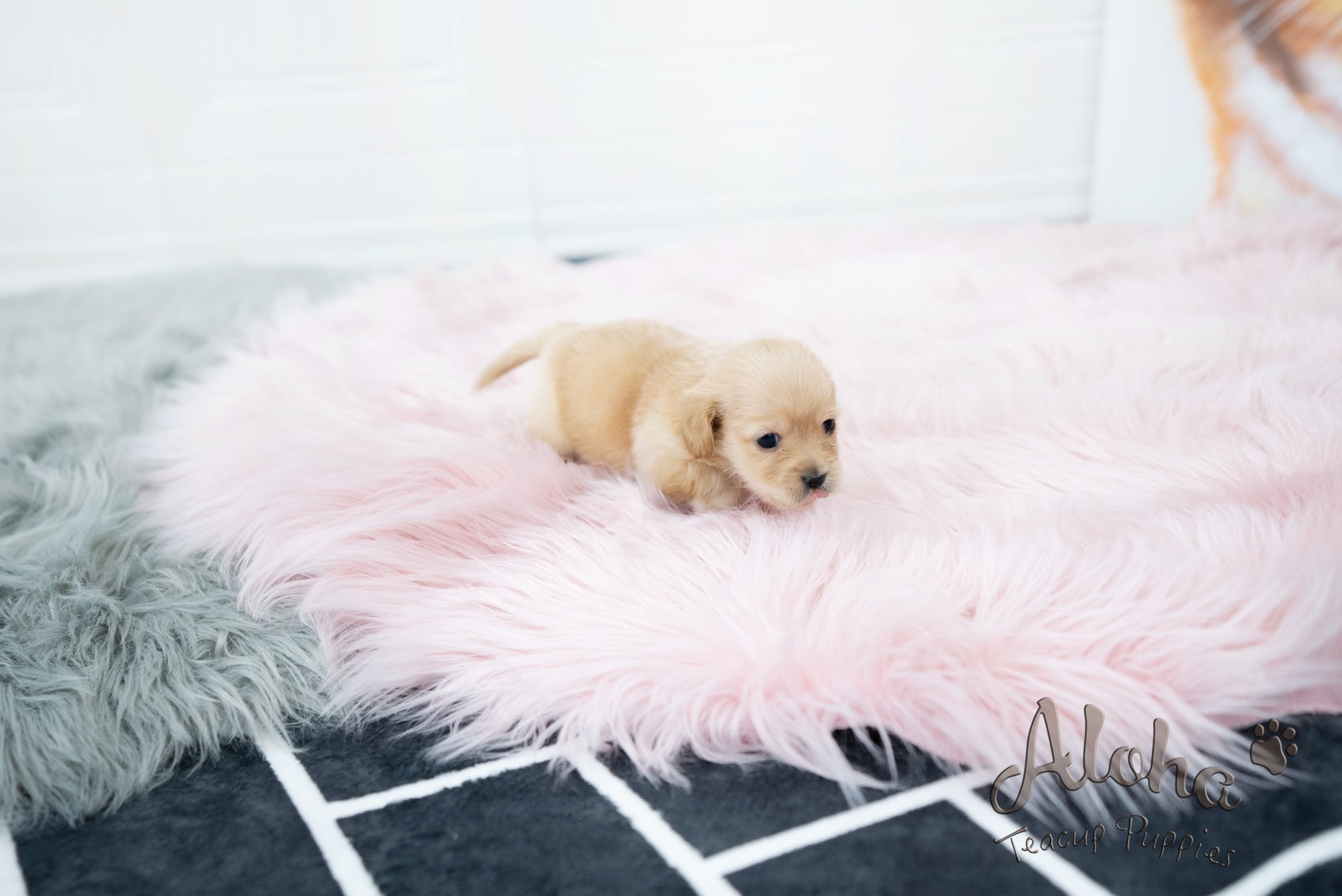 Aaron [TEACUP Dachshund]