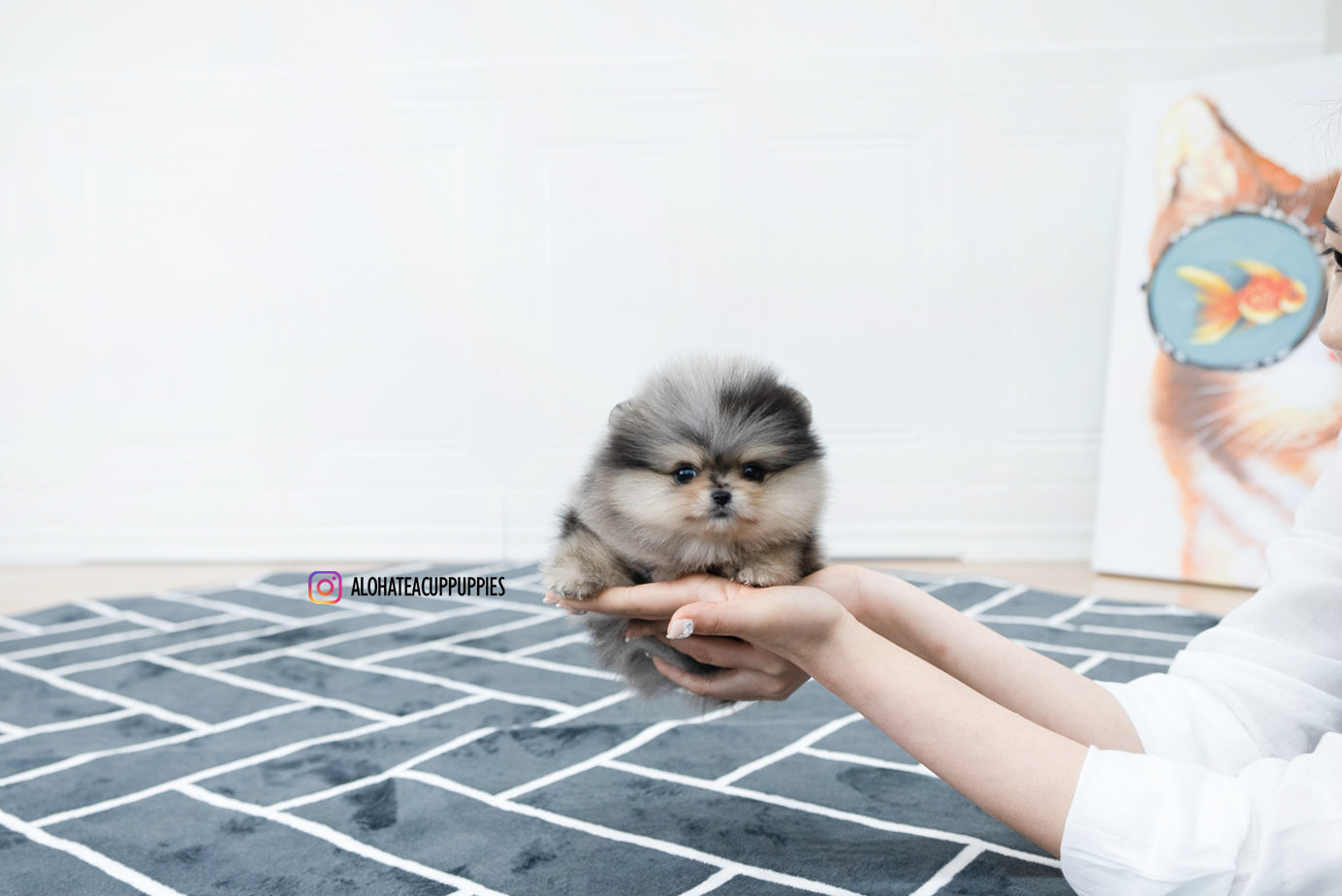 Felix [TEACUP POMERANIAN]