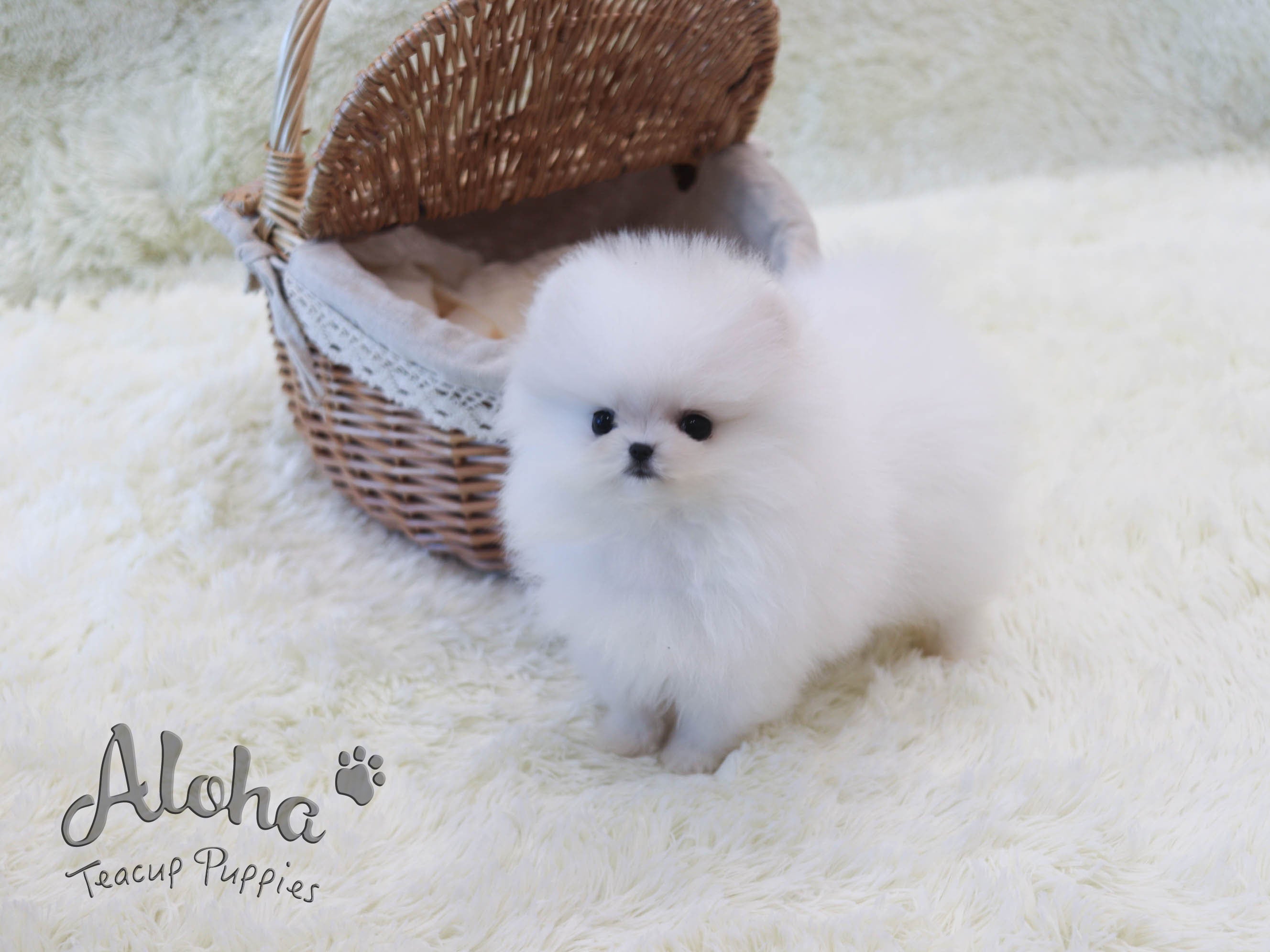 Bailey [TEACUP POMERANIAN]