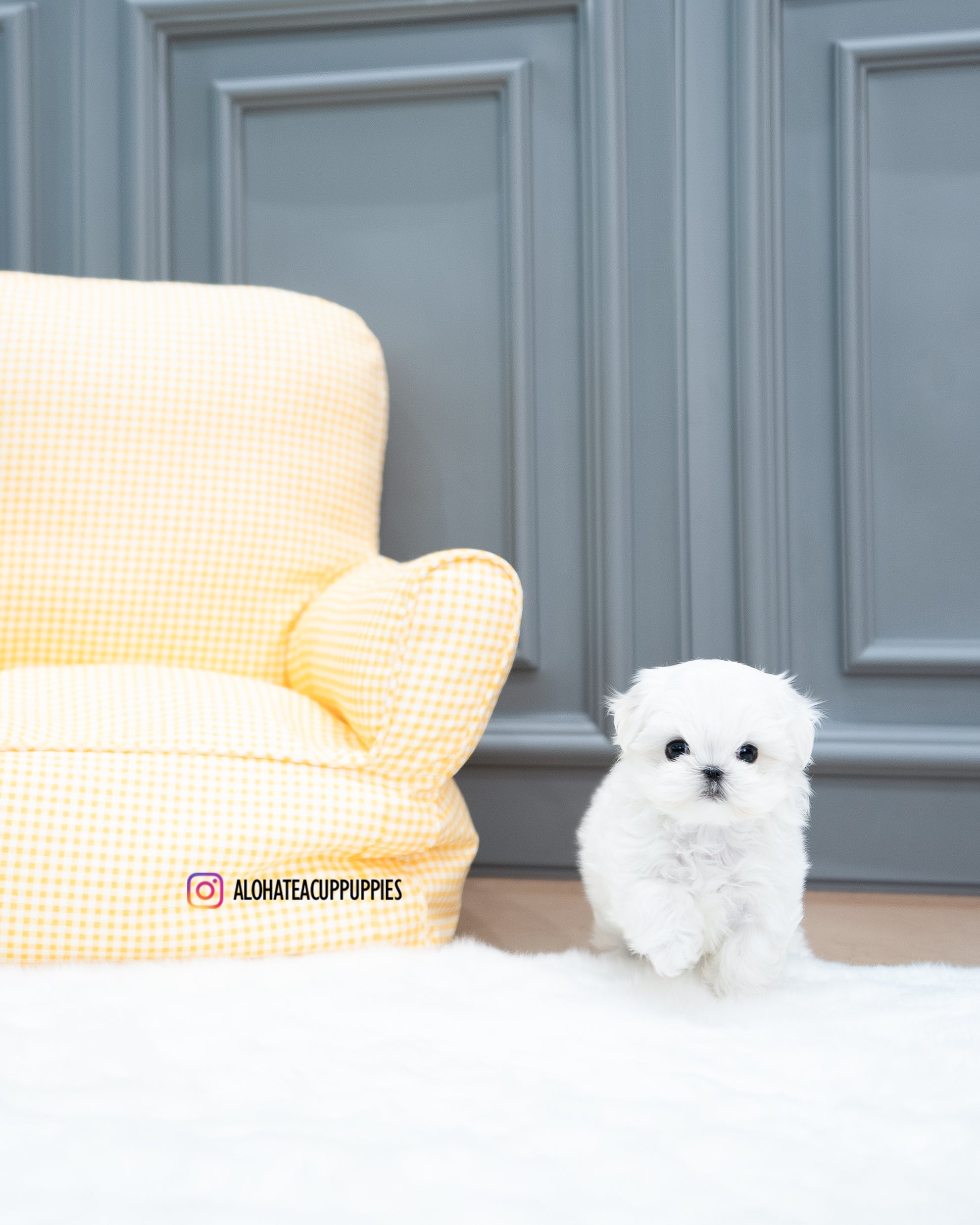 Bubble [TEACUP MALTESE]