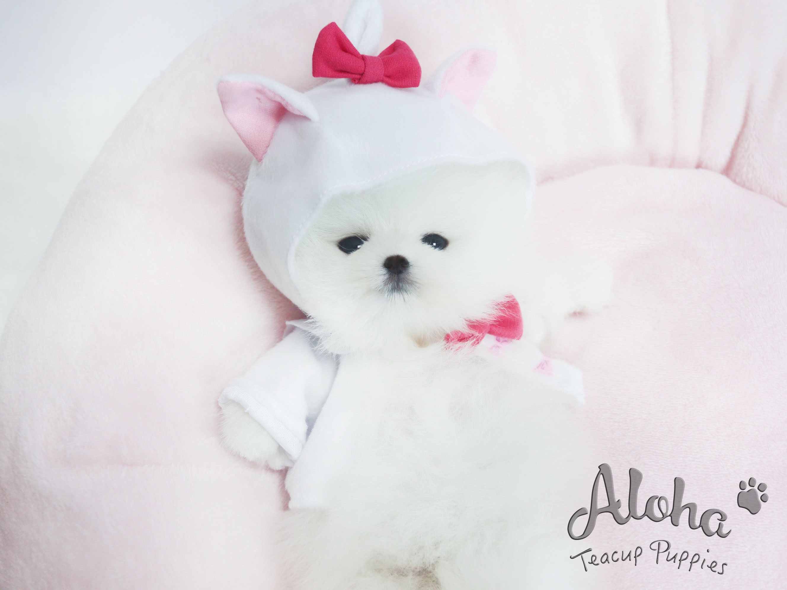 Chloe [TEACUP POMERANIAN]