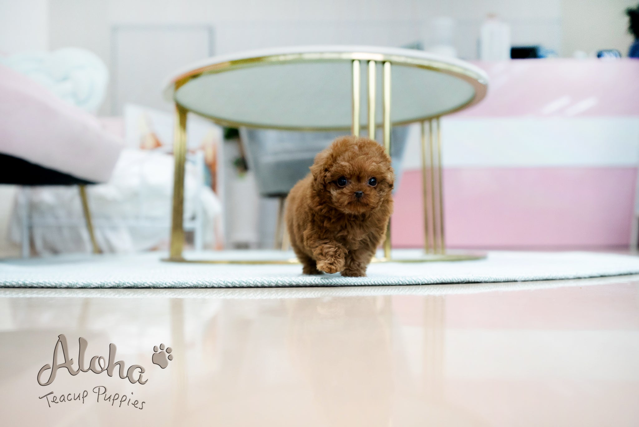 Alice [TEACUP POODLE]