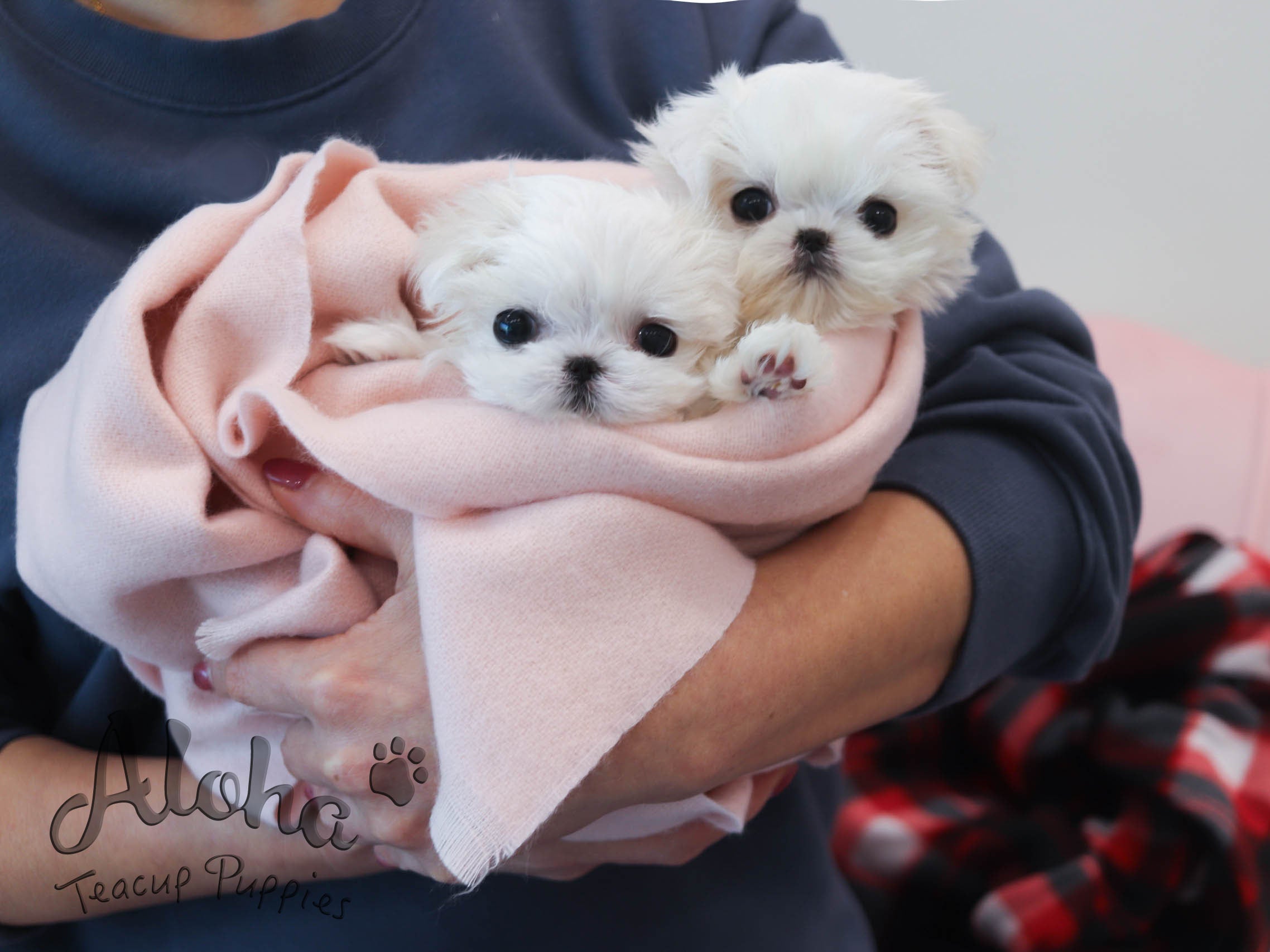 Peach [TEACUP MALTESE]