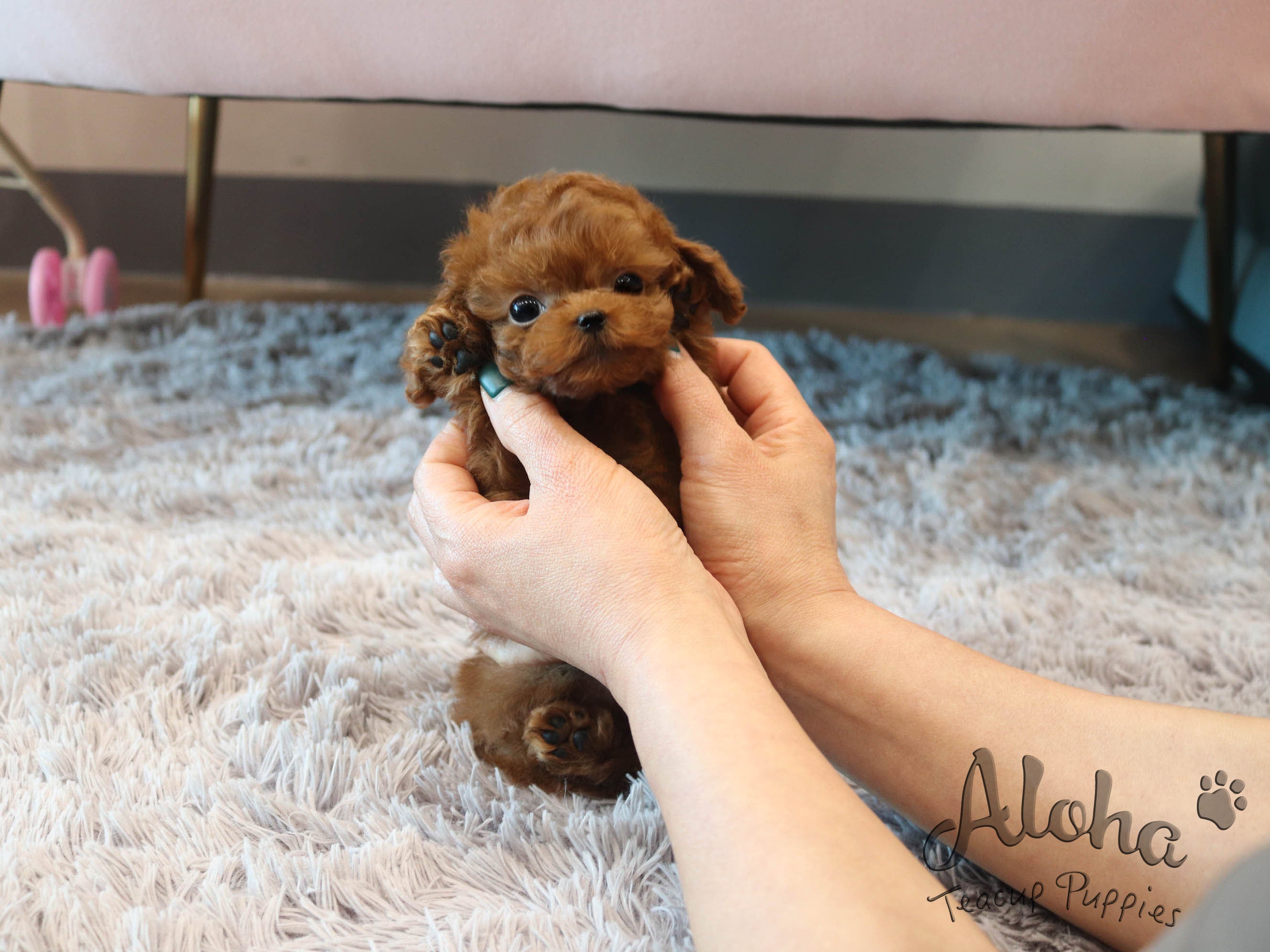 Rambo [TEACUP POODLE]