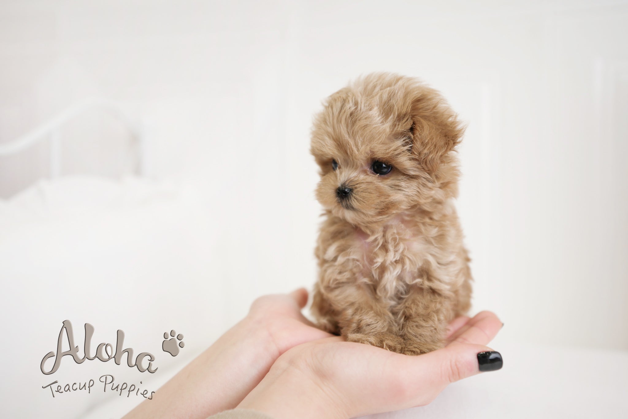 Hershey [TEACUP MALTIPOO]
