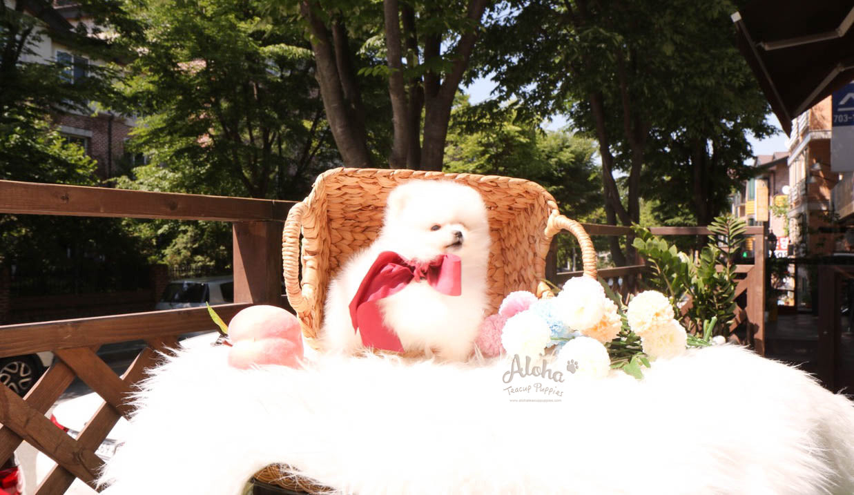 Biscuit - [Pomeranian]
