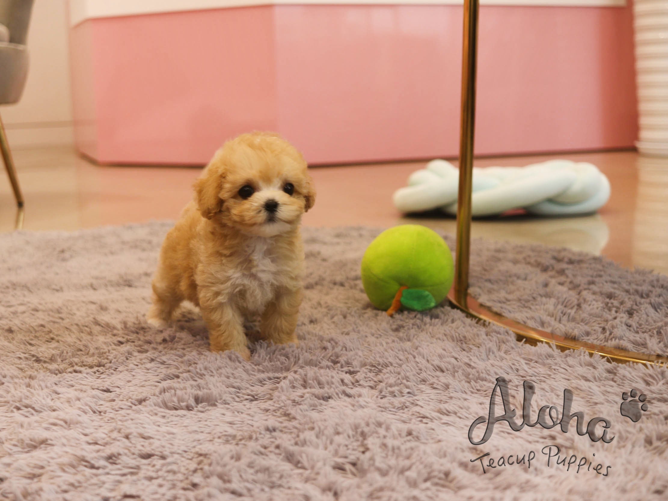 Burberry [TEACUP MALTIPOO]