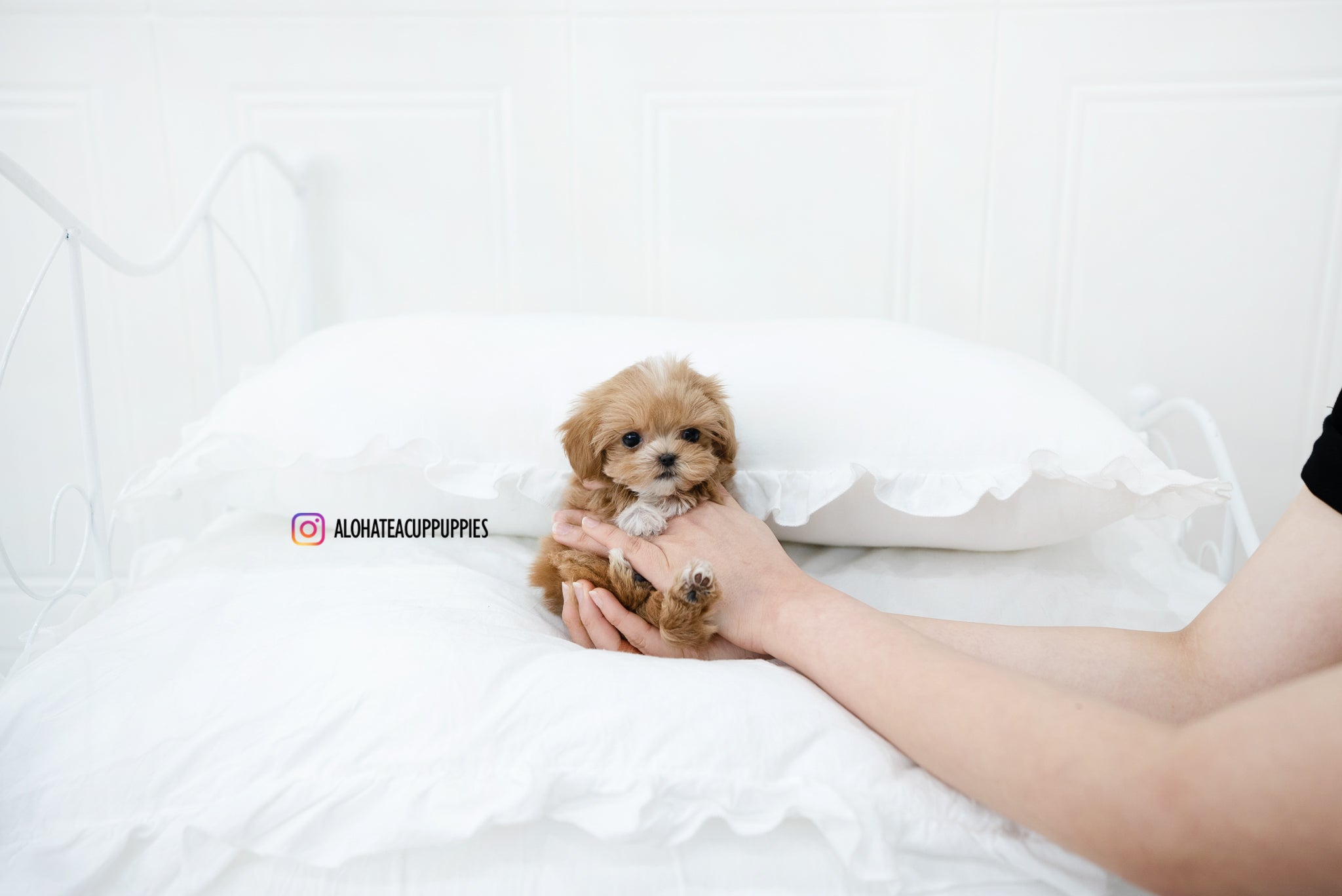 Nora [TEACUP MALTIPOO]