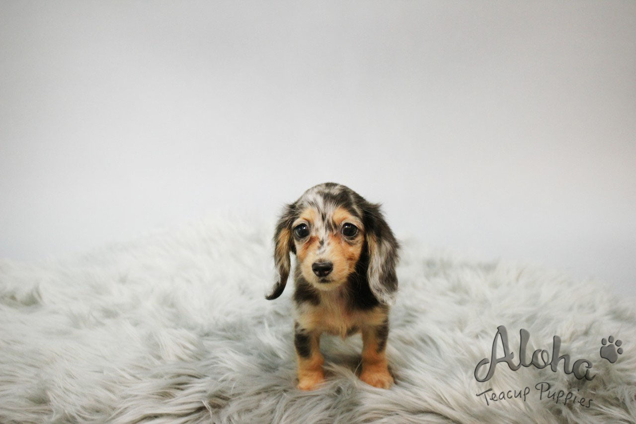 Levante [Dachshund MINI]