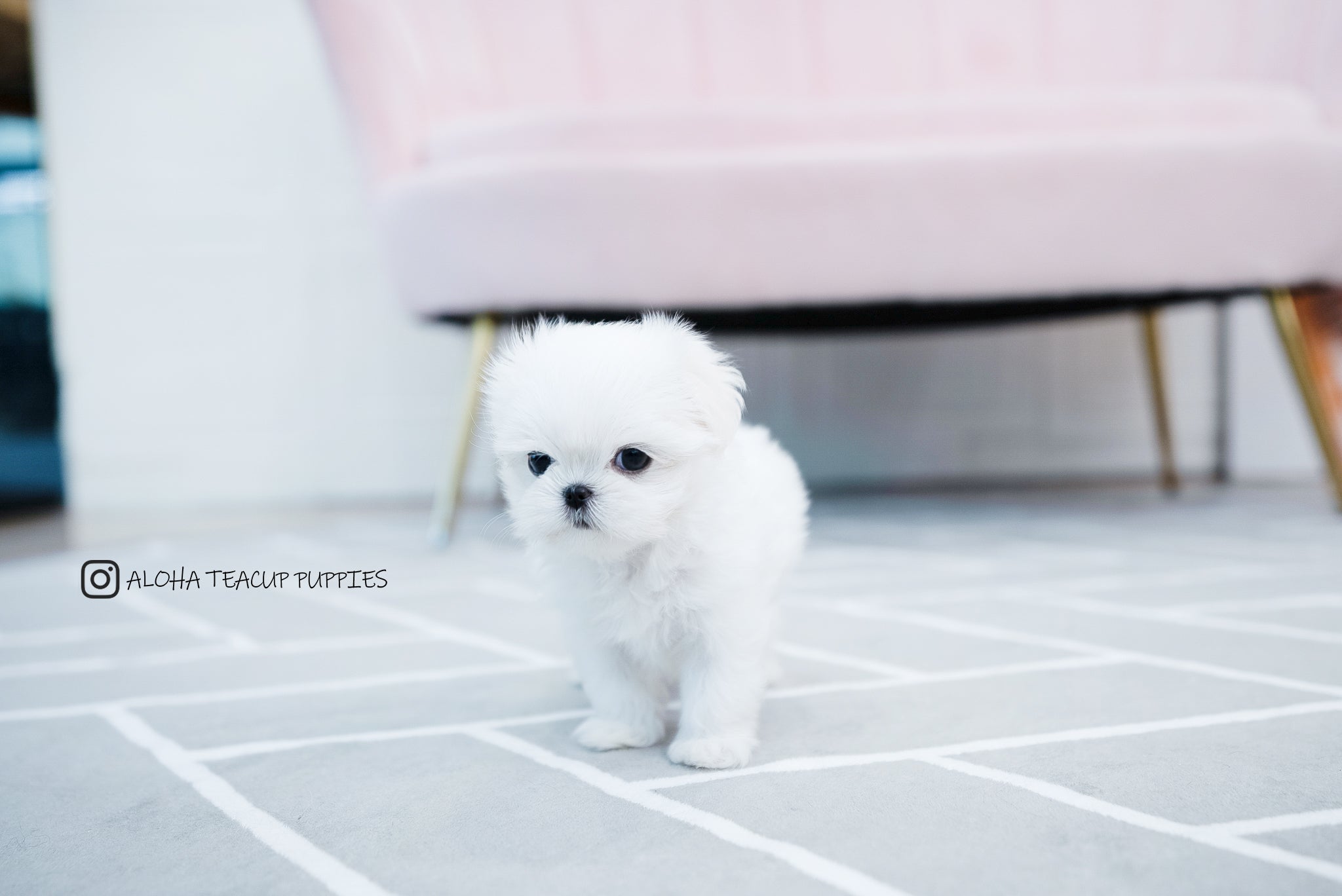 Otis [TEACUP MALTESE]