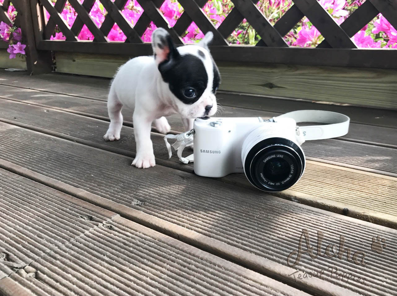 Vendido a Jessie, Max [Bulldog Francés Miniatura]