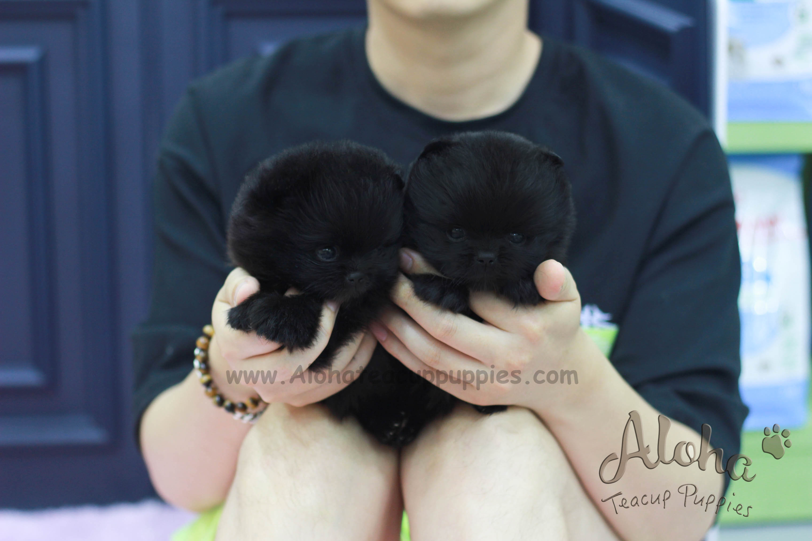 Vendido a Franciel, Poppy&Ava [Pomerania Toy]