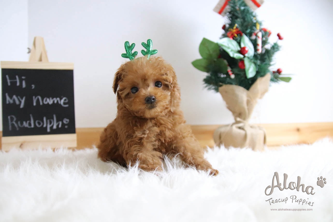 Rudolph - [Poodle]