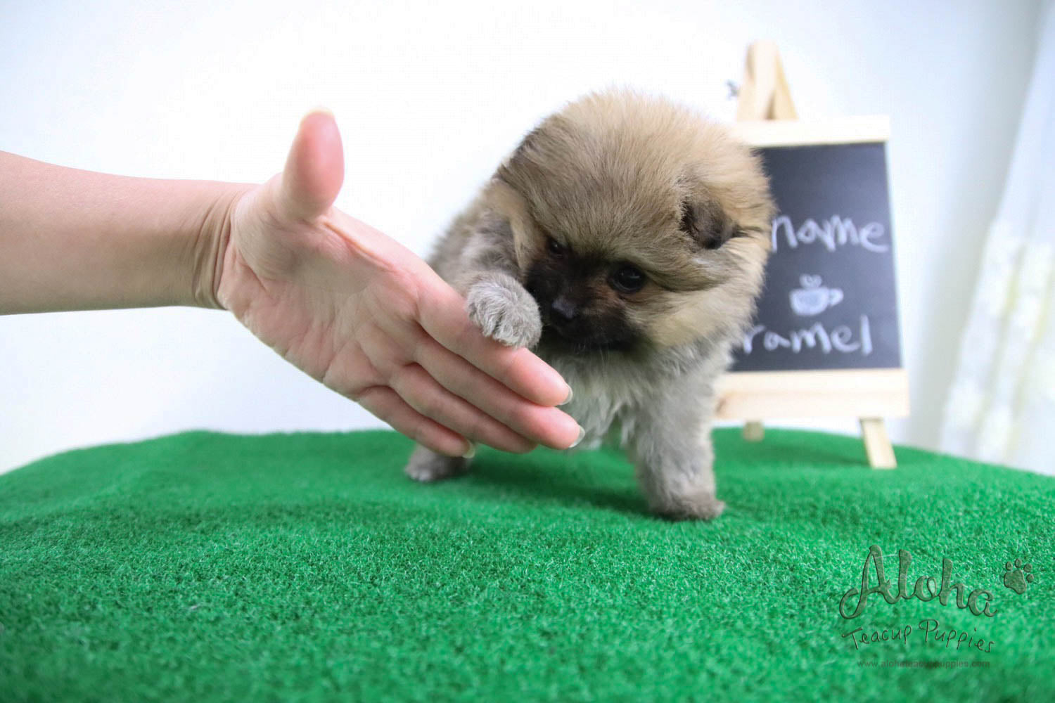 Caramel - [Pomeranian] - Reserved by Candide Monette