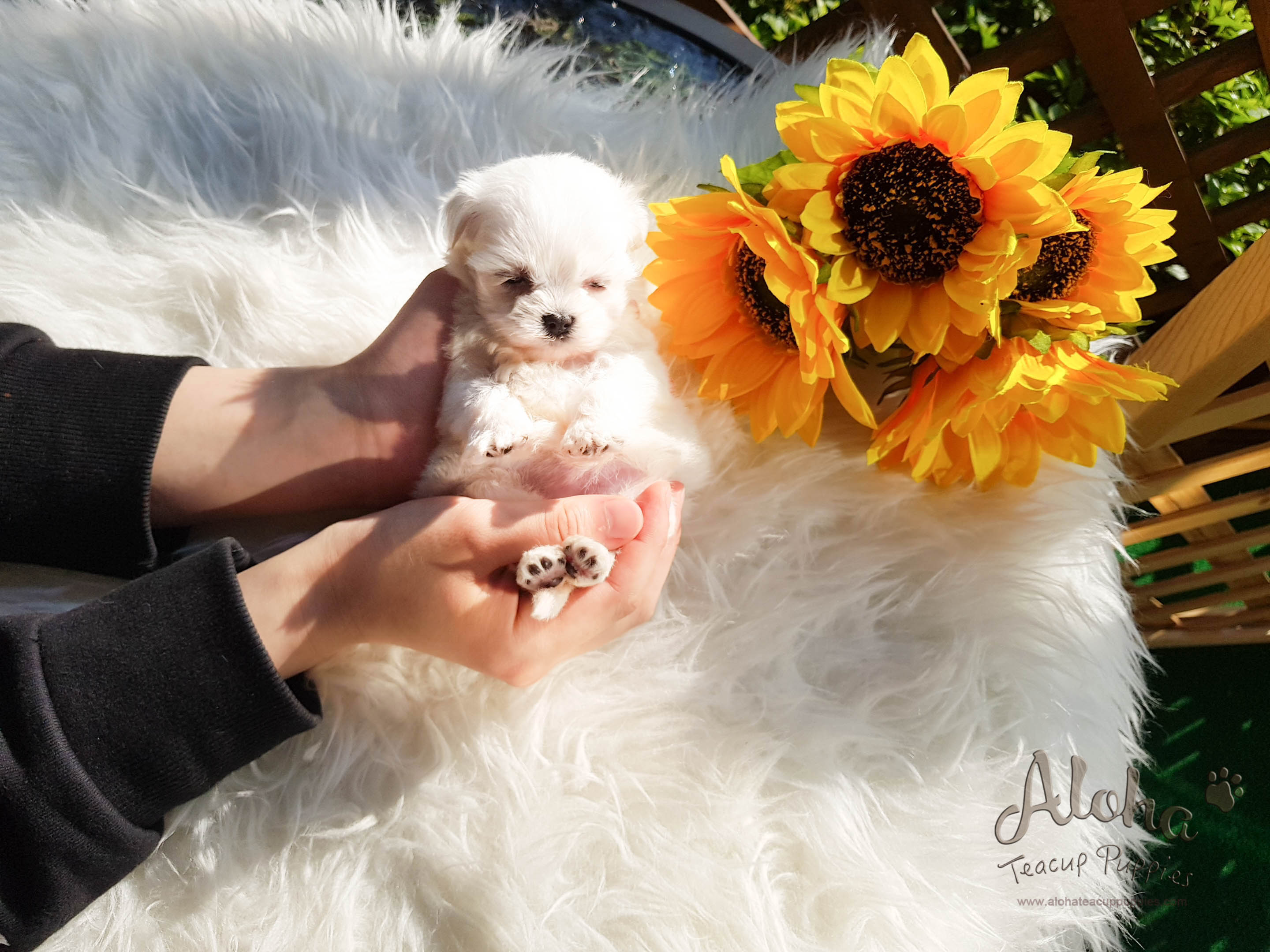 Macchiato - [Maltese] - Sold to Rachelle Benincasa
