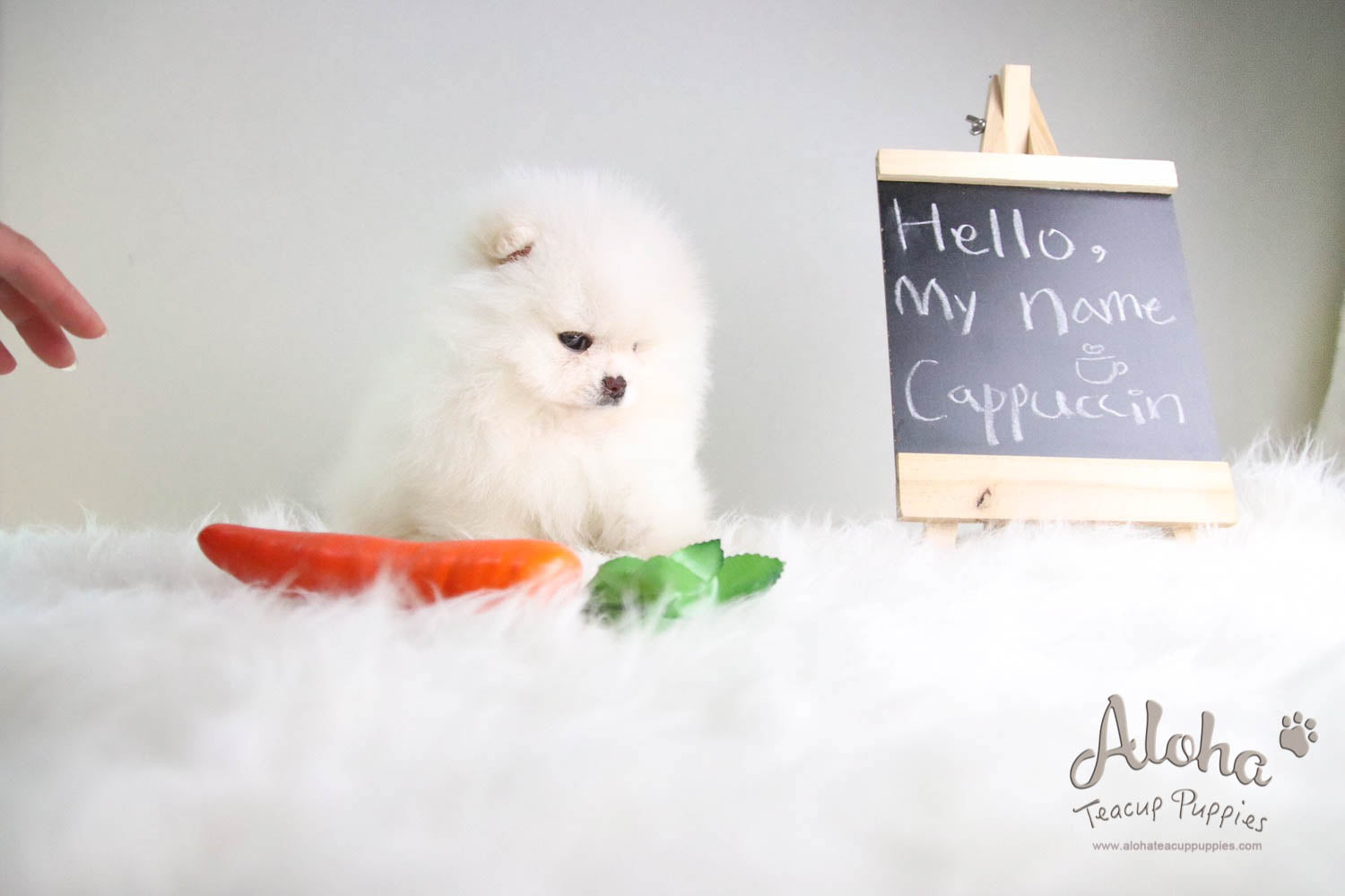 Cappuccino - [Pomeranian] - Reserved by Candide Monette
