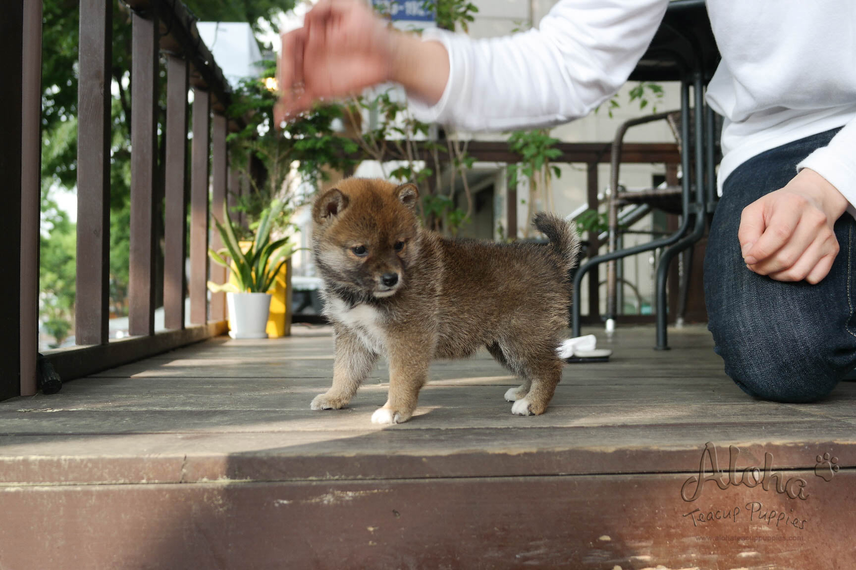 Michiko - [Shiba Inu] - Sold to Daisuke Yamashita