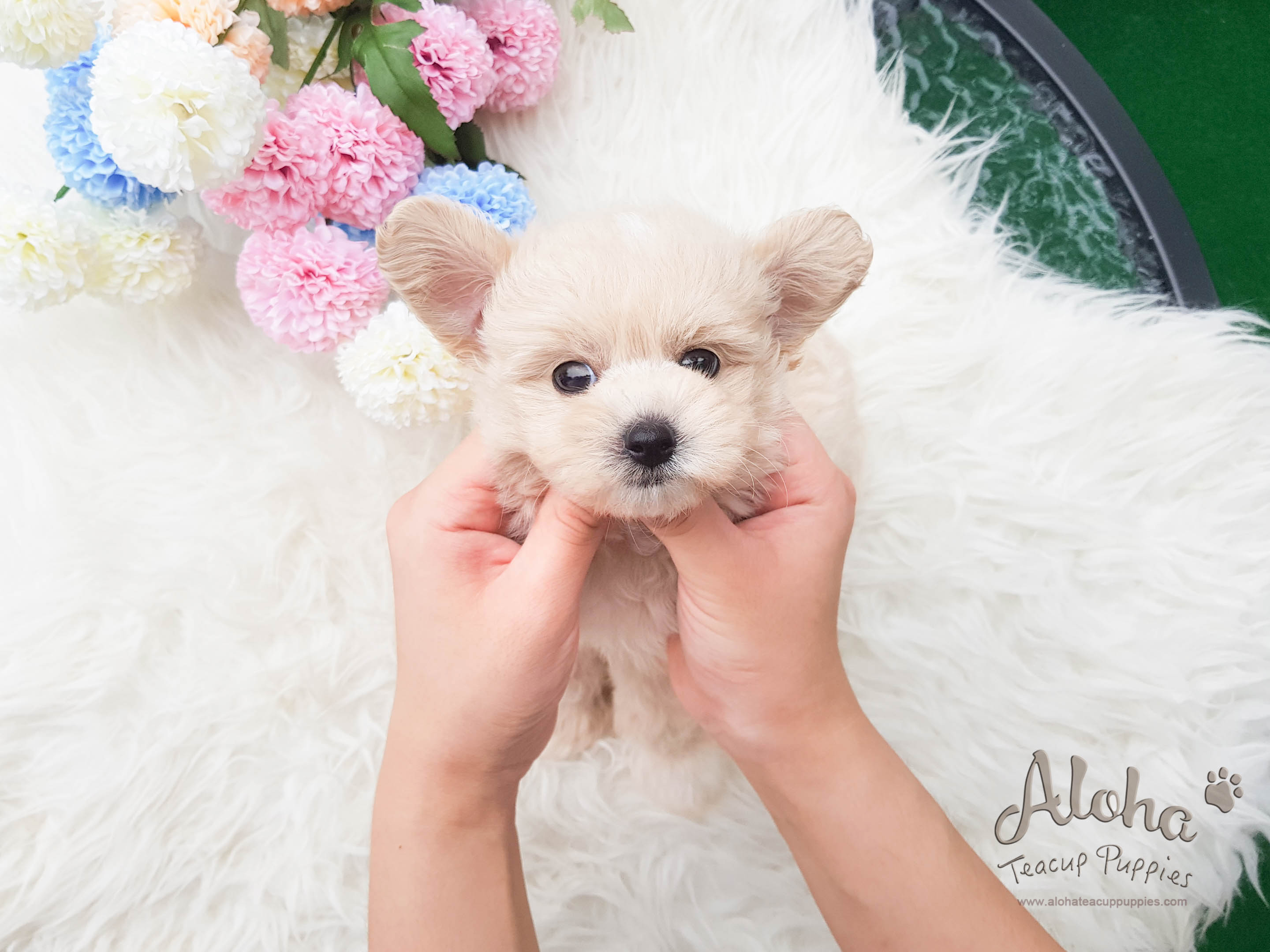 Drako - [Malti-poo]