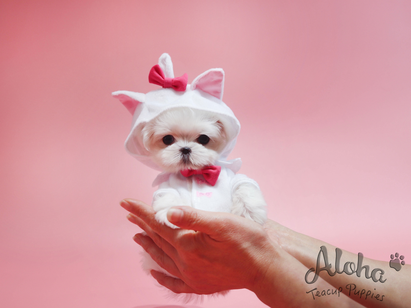 Sally [TEACUP MALTESE]