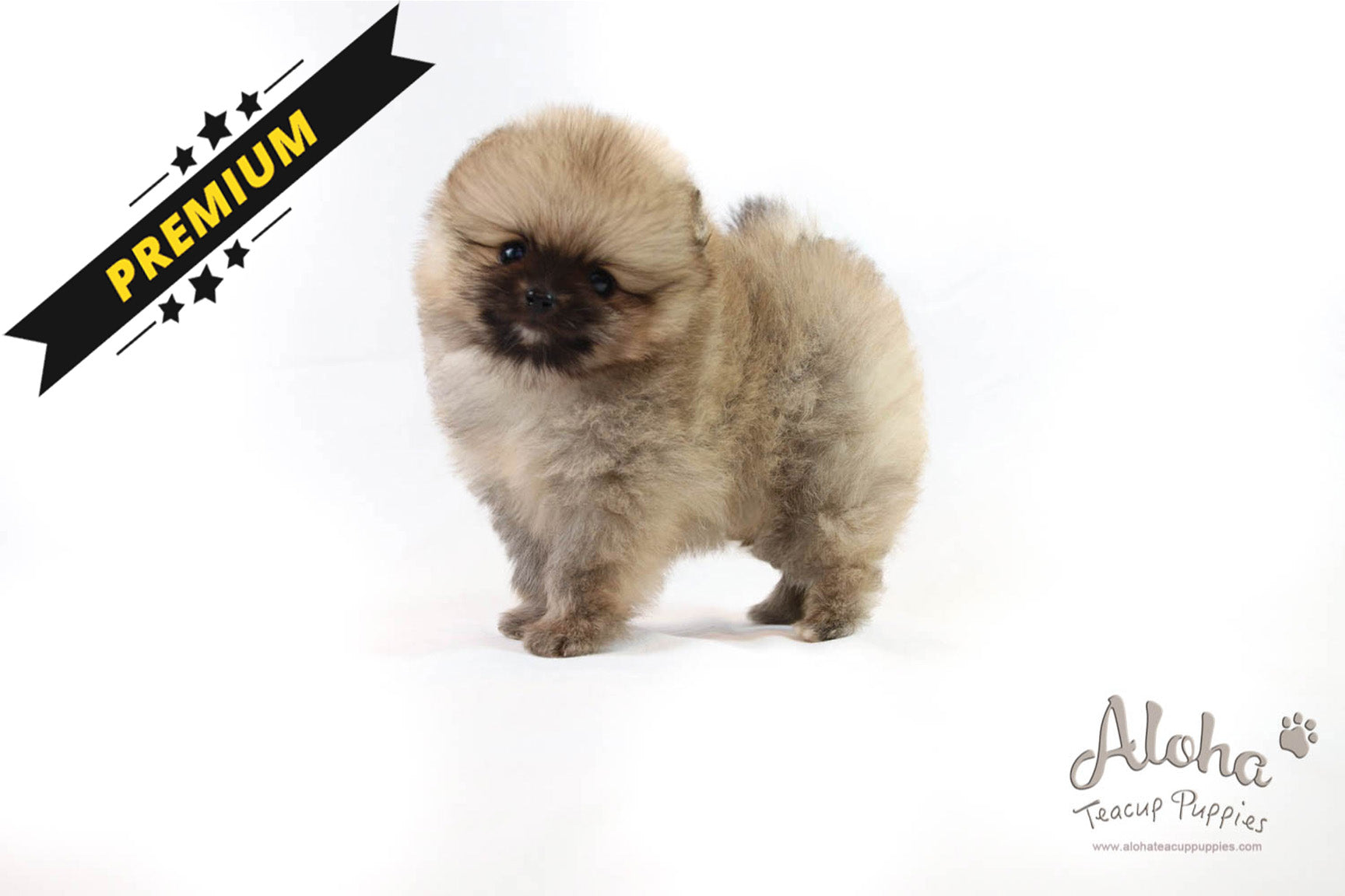 Zoe - [Pomeranian]