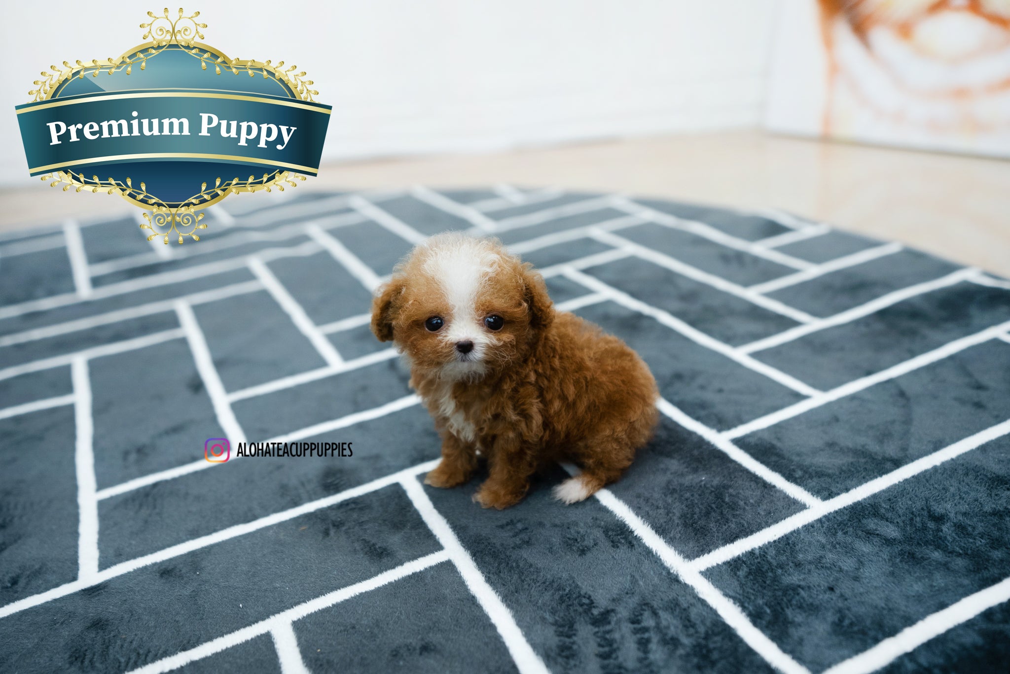 Ezra [POODLE]