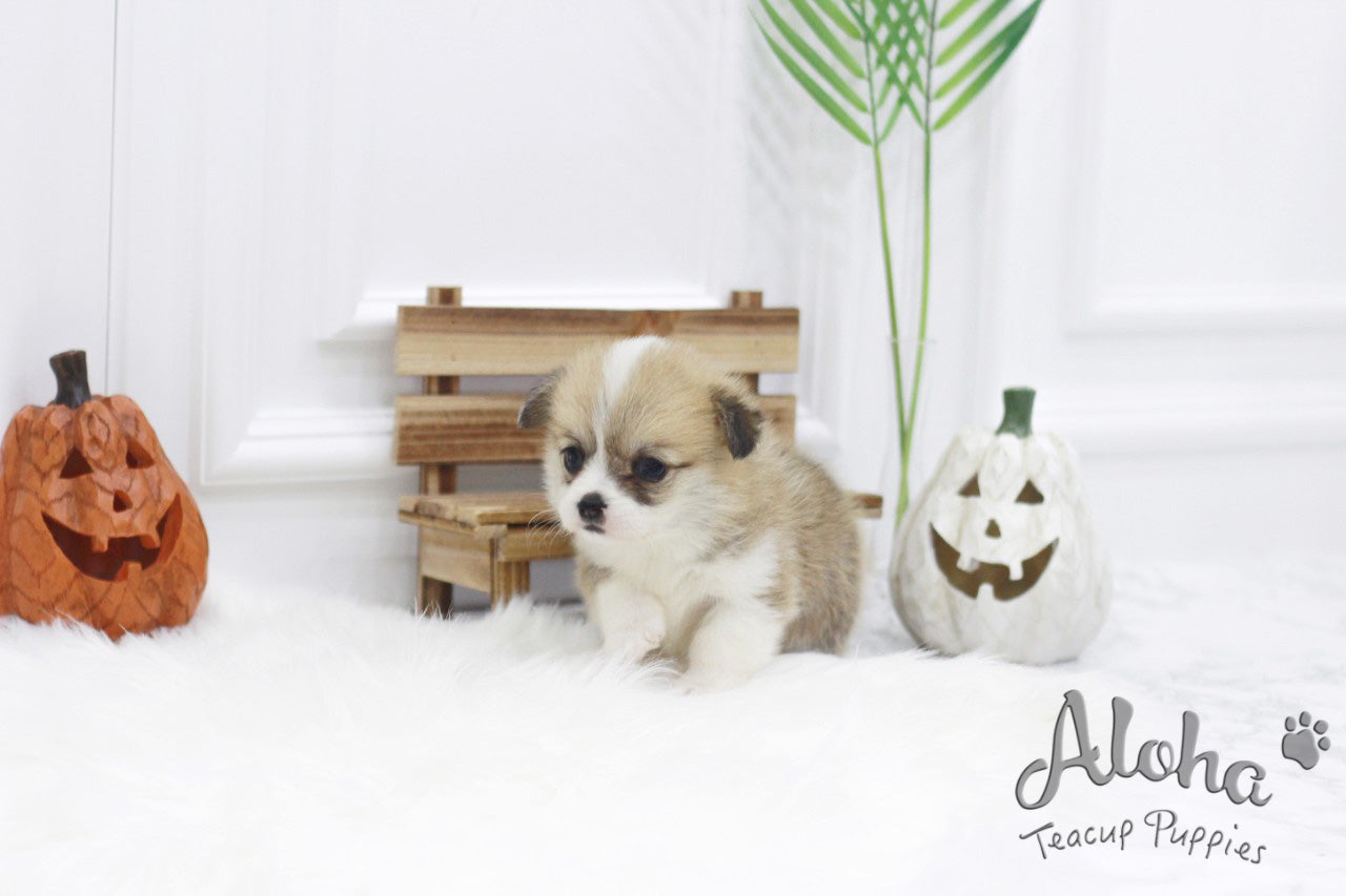 Vendido a Tom, Cookie [Corgi galés TAZA DE TÉ]