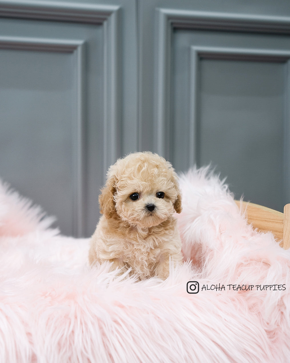 Aaron [TEACUP POODLE]