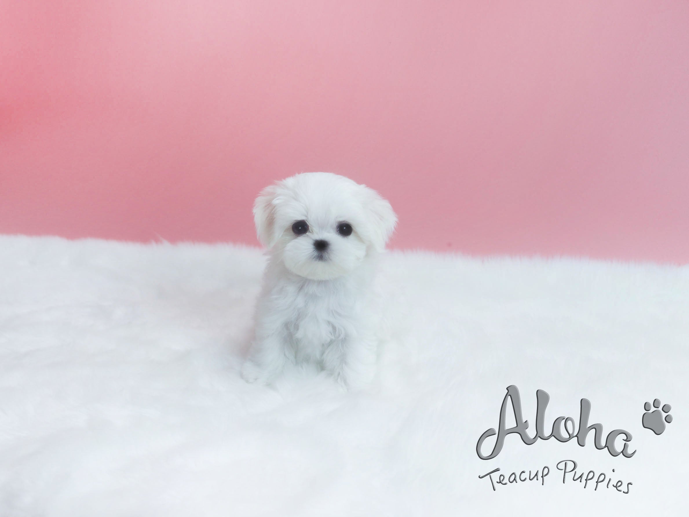 Sold to Destiny, Minnie [TEACUP MALTESE]