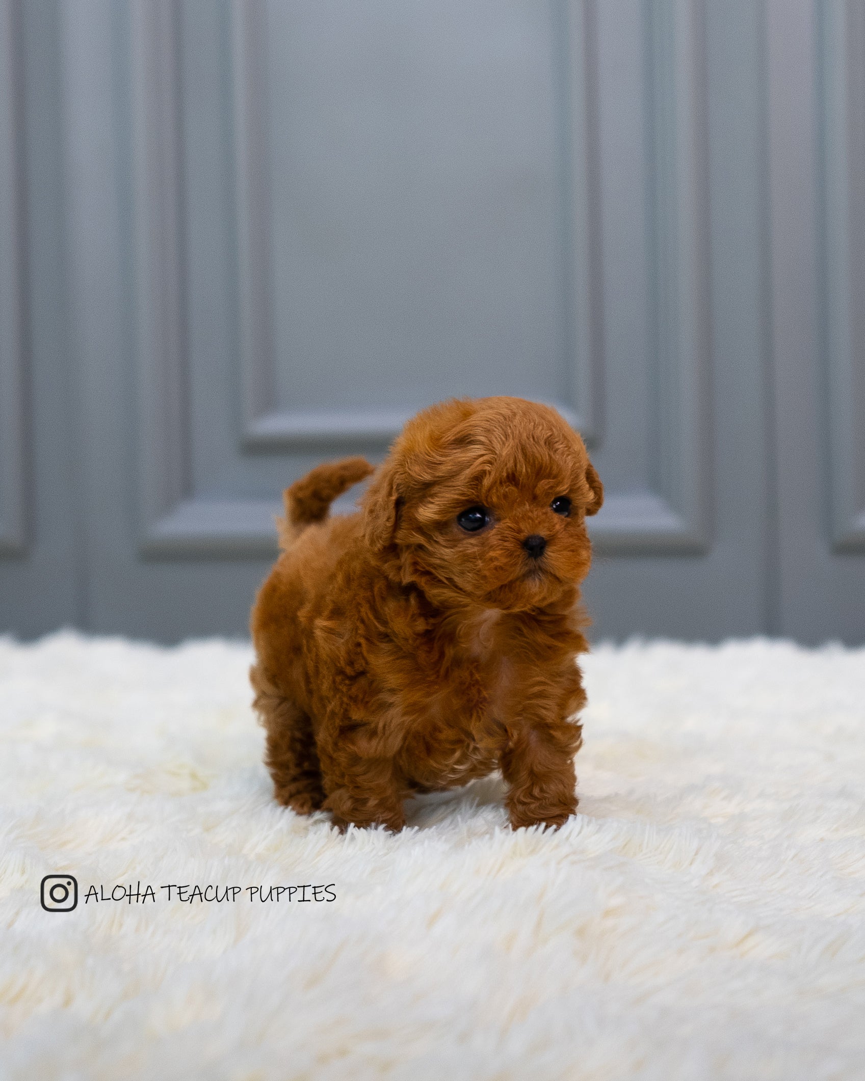 Zinna [TEACUP MALTIPOO]