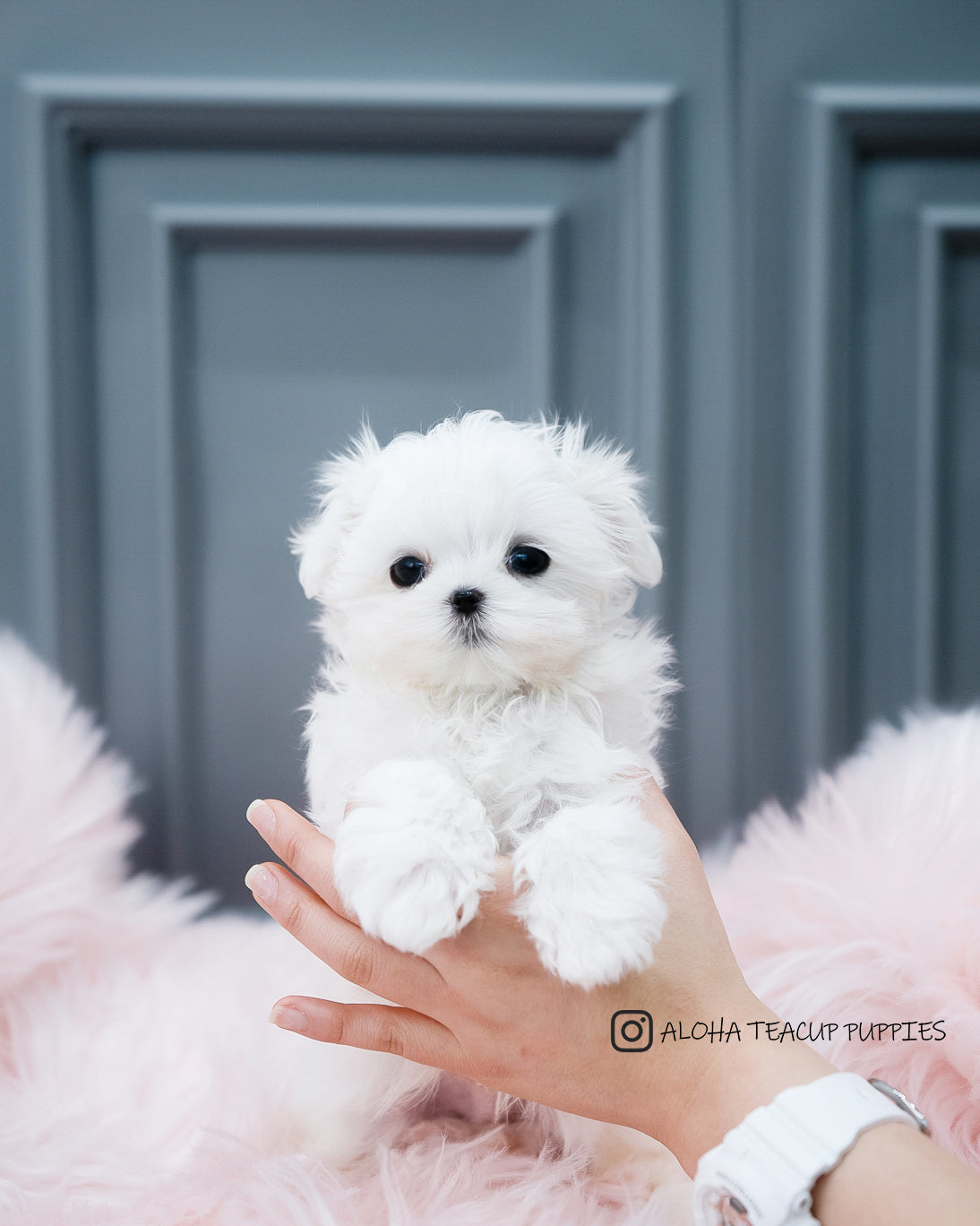 Arlo [TEACUP MALTESE]